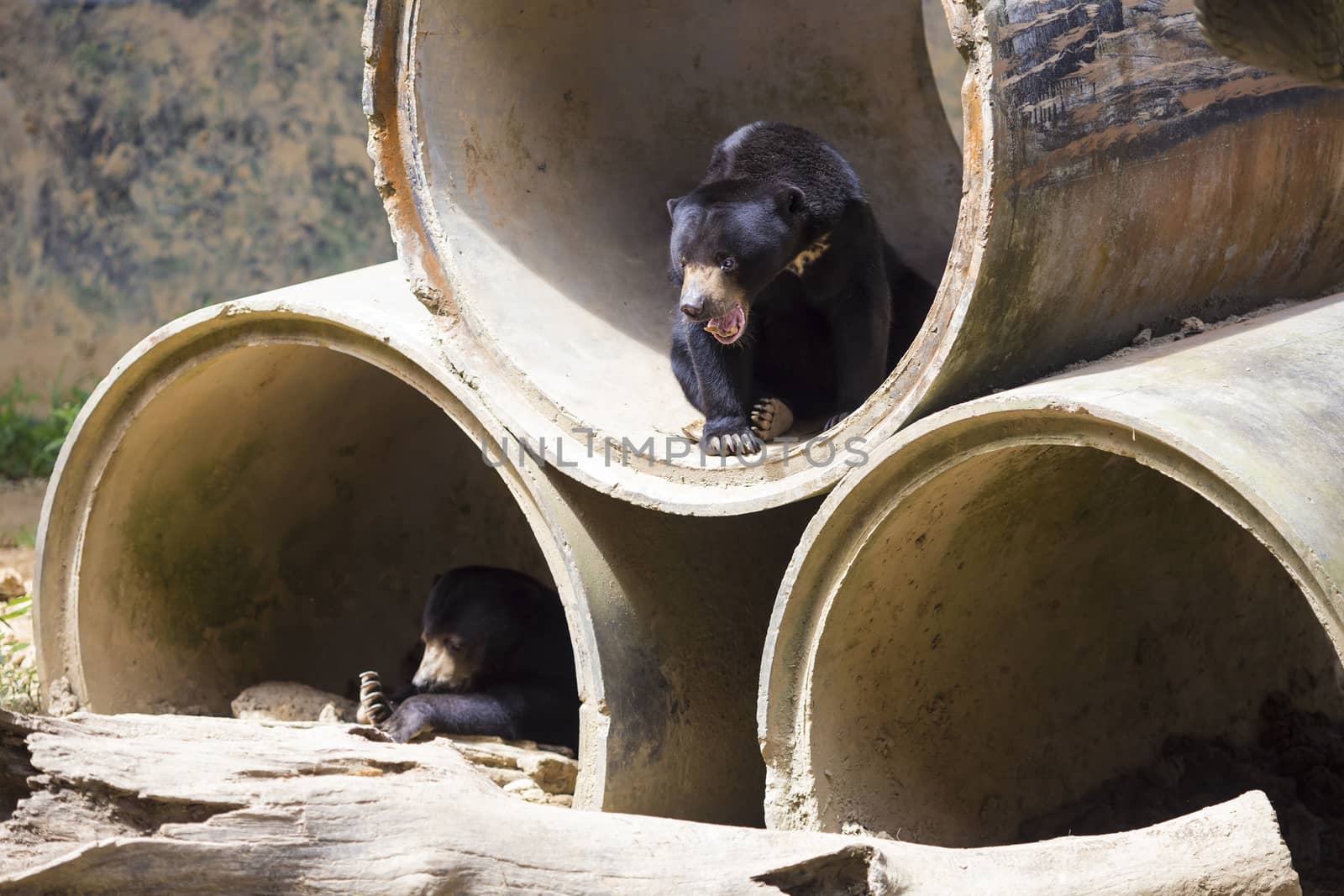 Malayan sun bear