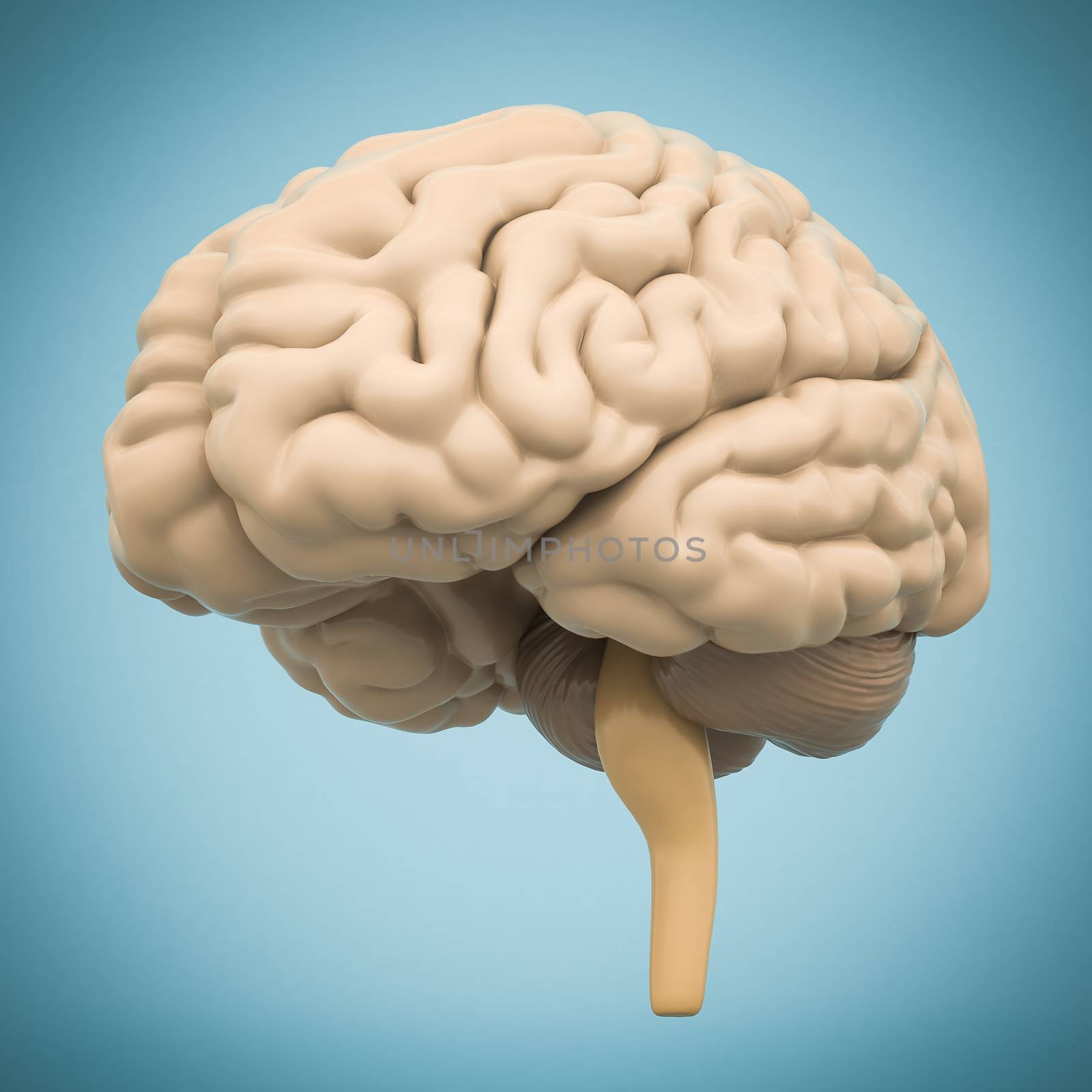model of the brain isolated on blue background
