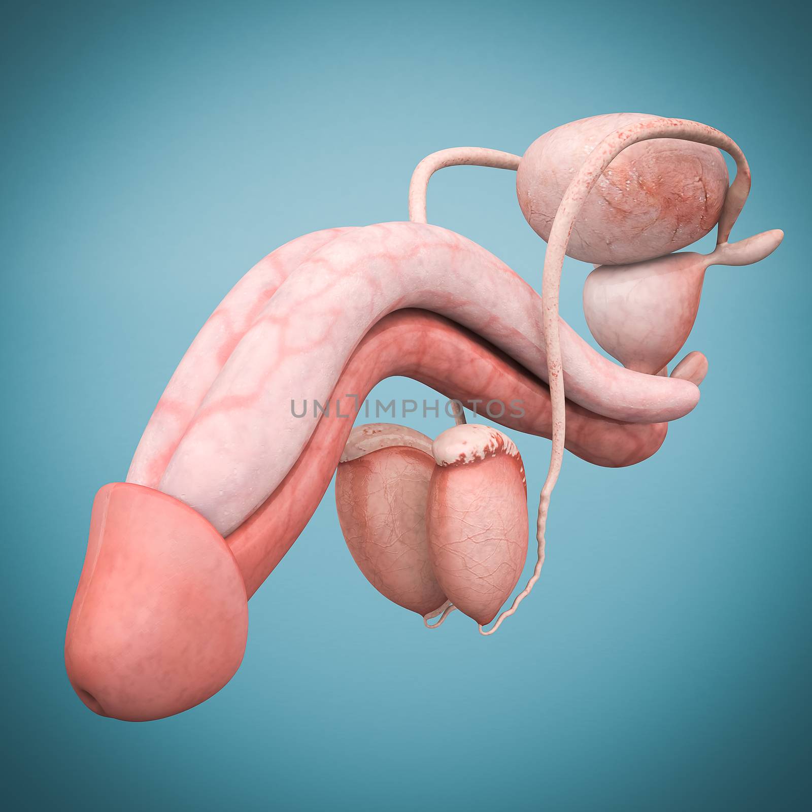 model of male reproductive system isolated on blue background