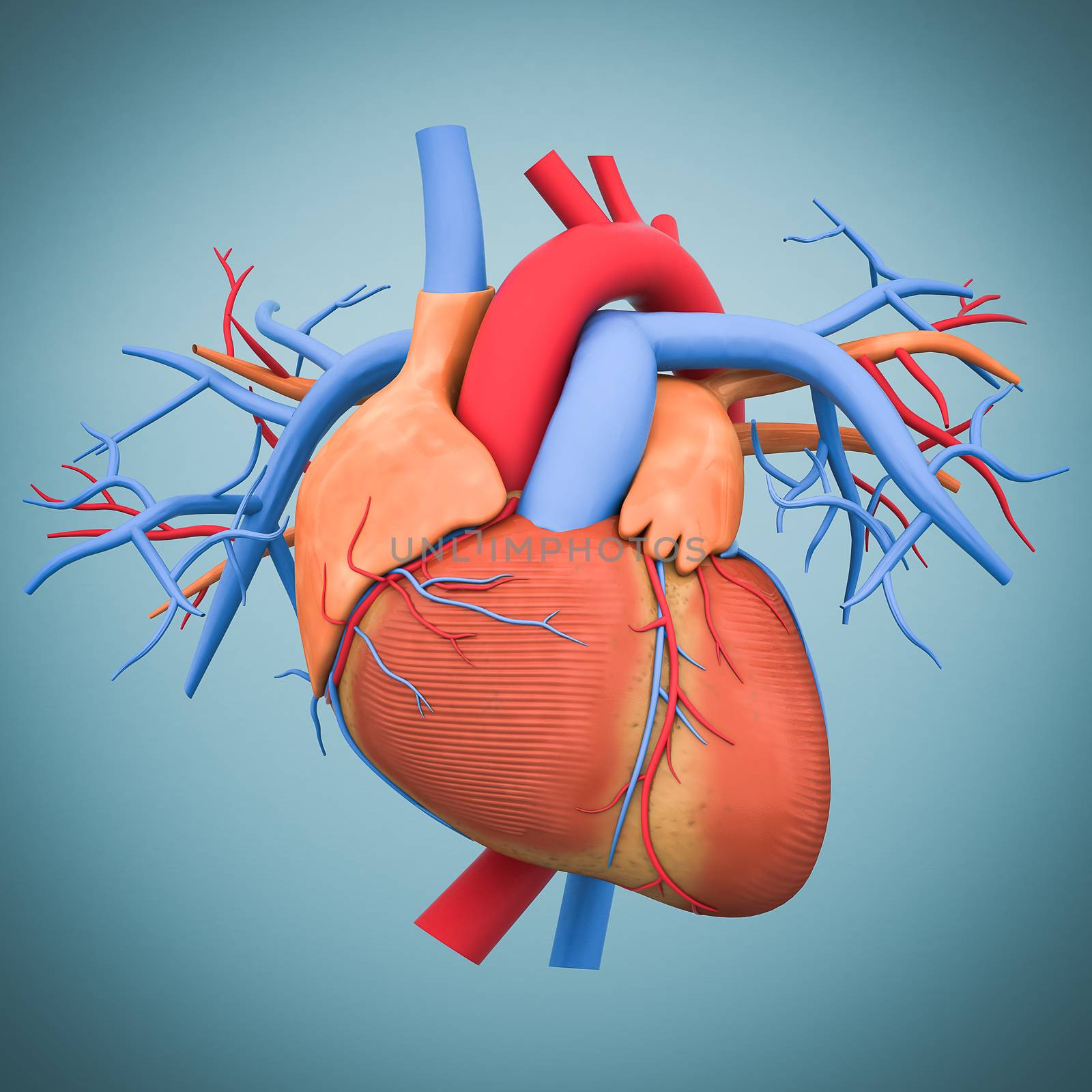 model of heart isolated on blue background