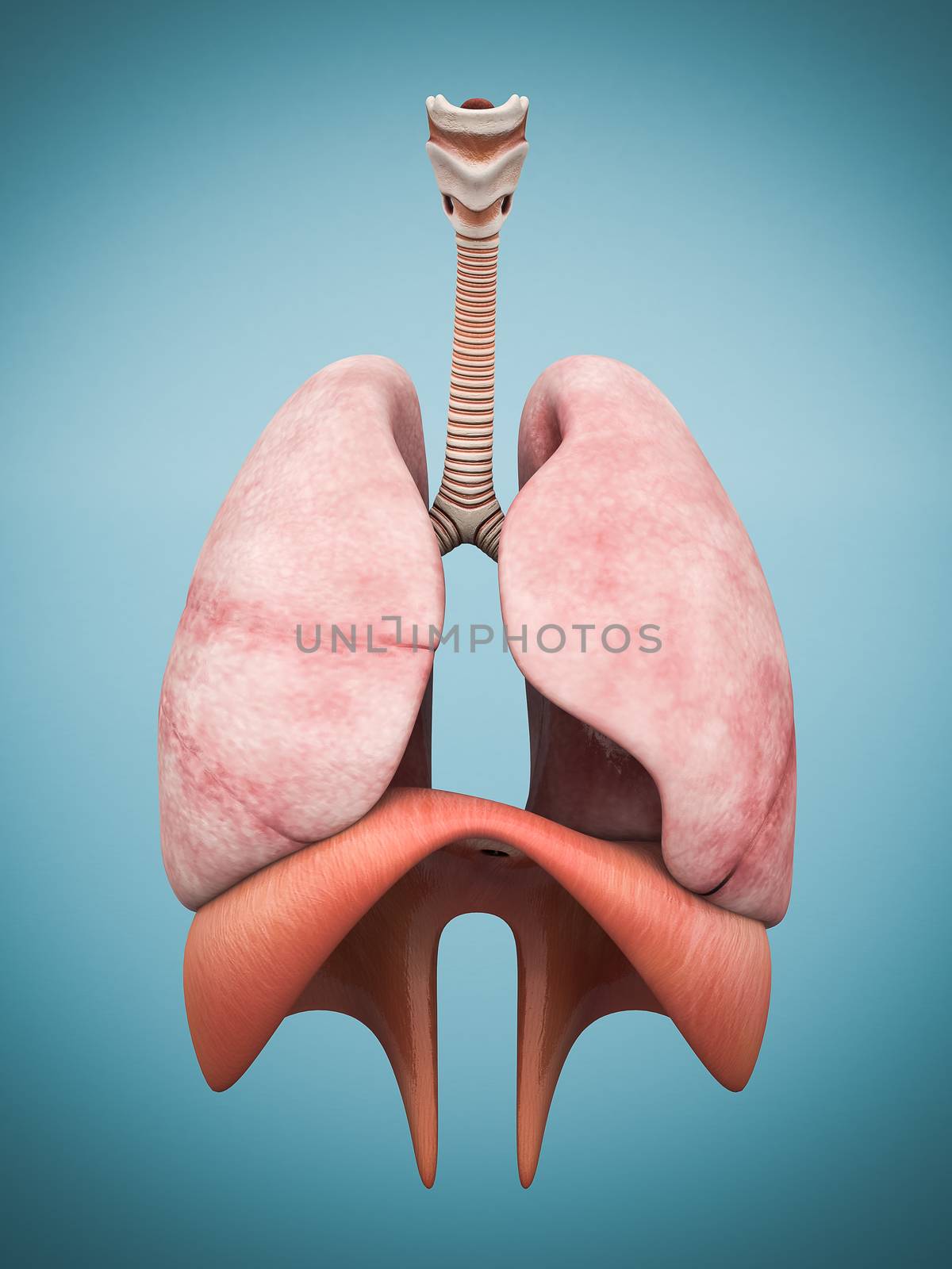 model of the lungs by mrgarry