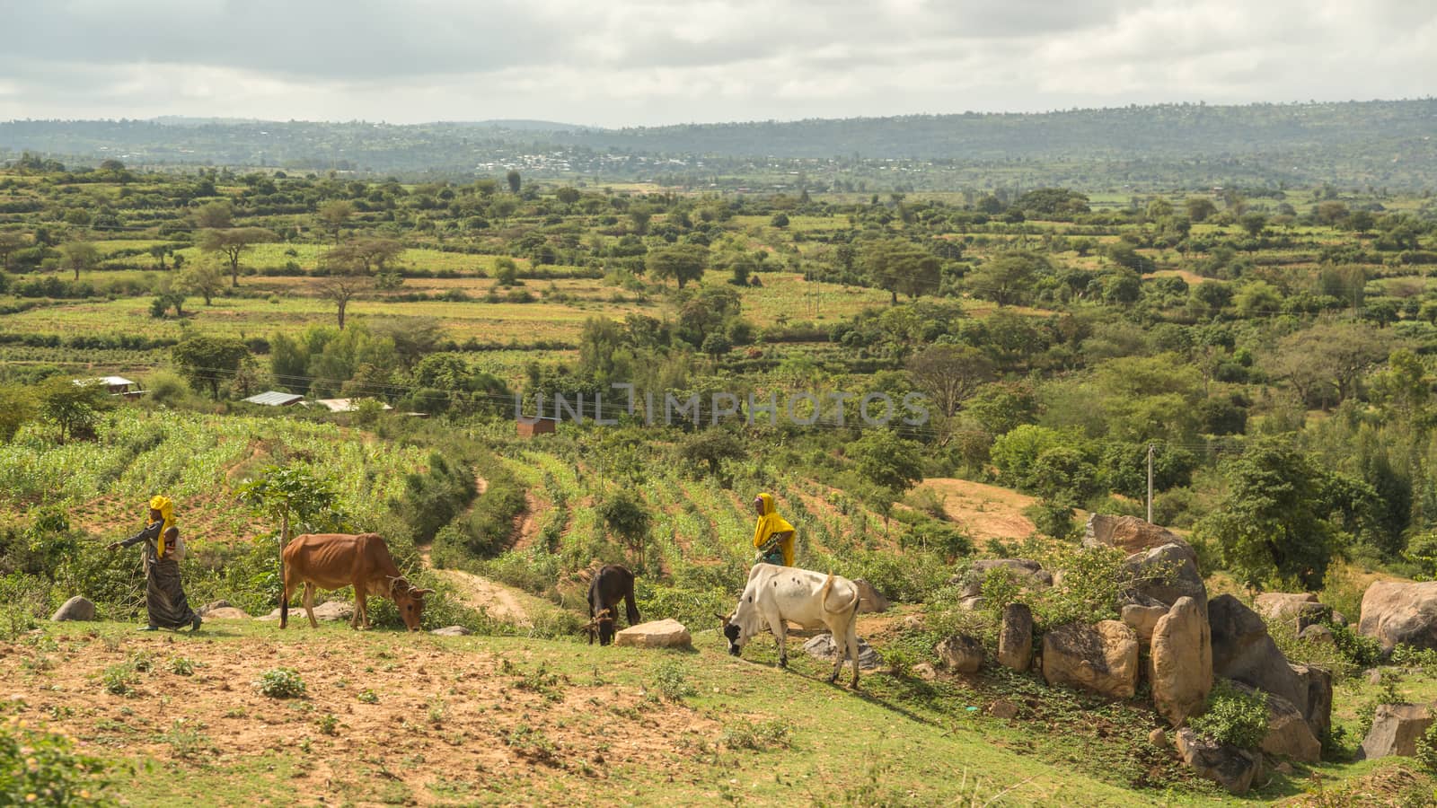 Harar, Ethiopia, July 27: Pastoralists from the Harar region of Ethiopia bring their cattle to graze near the fields just outside of the city of Harar, July 27, 2014, Harar, Ethiopia