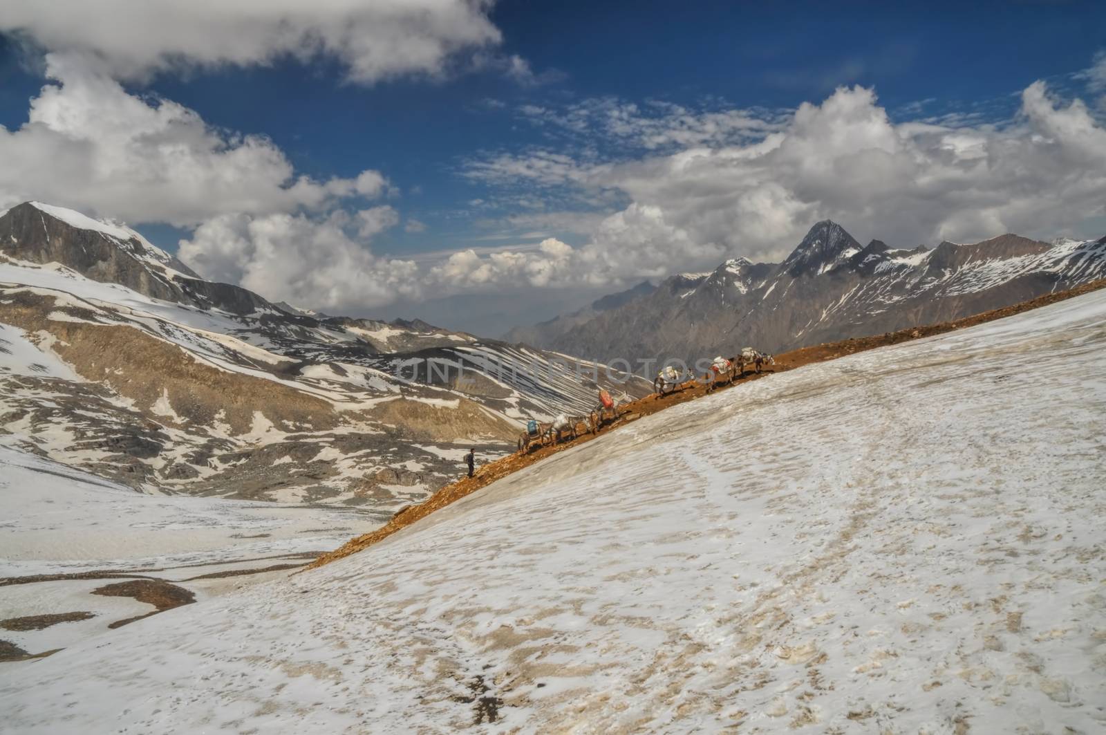 Mules in Himalayas by MichalKnitl