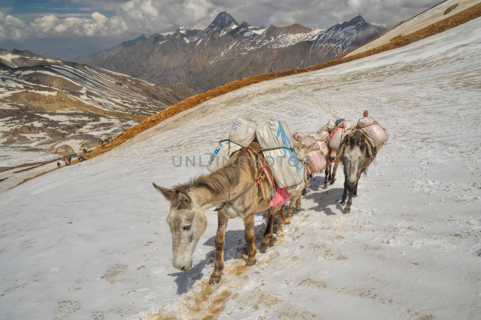 Caravan of mules in high altitudes of Himalayas mountains in Nepal