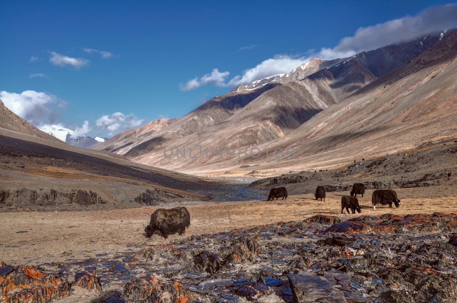 Herd of yaks in picturesque Pamir mountains in Tajikistan