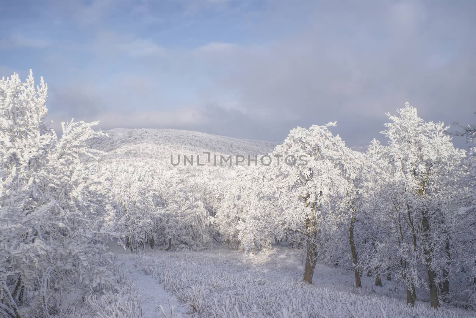 Picturesque white winter in forests of Slovakia