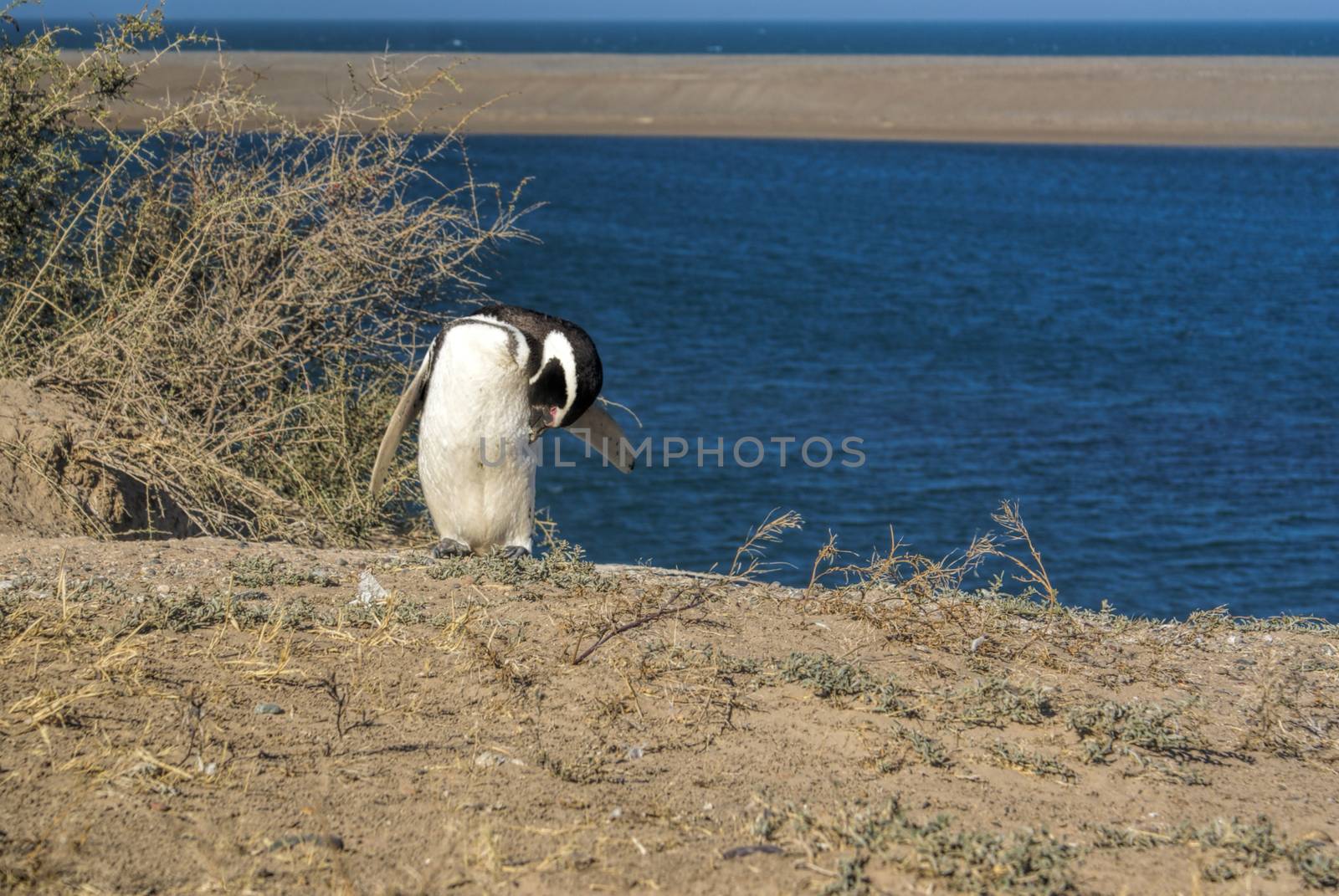 Female Magellanic penguin on the beach in south America   