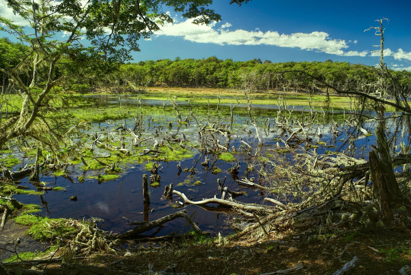 Swamps on Navarino by MichalKnitl
