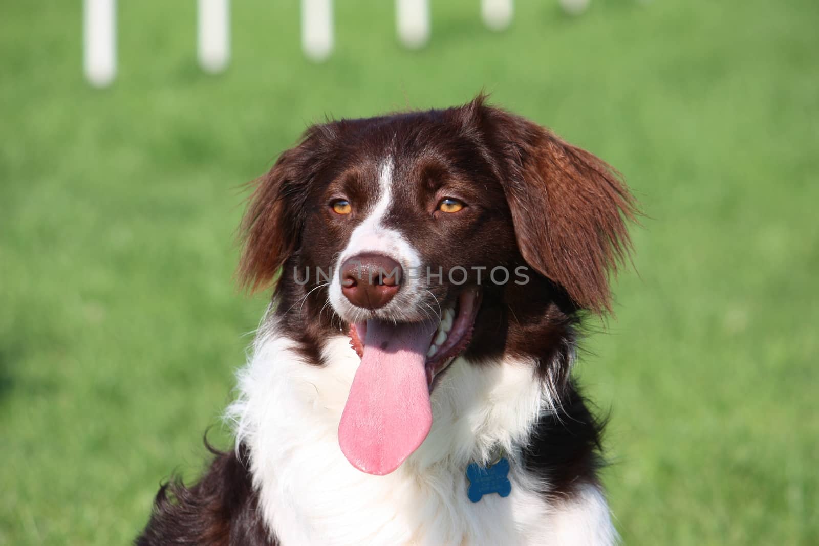 very cute liver and white collie cross springer spaniel pet dog by chrisga