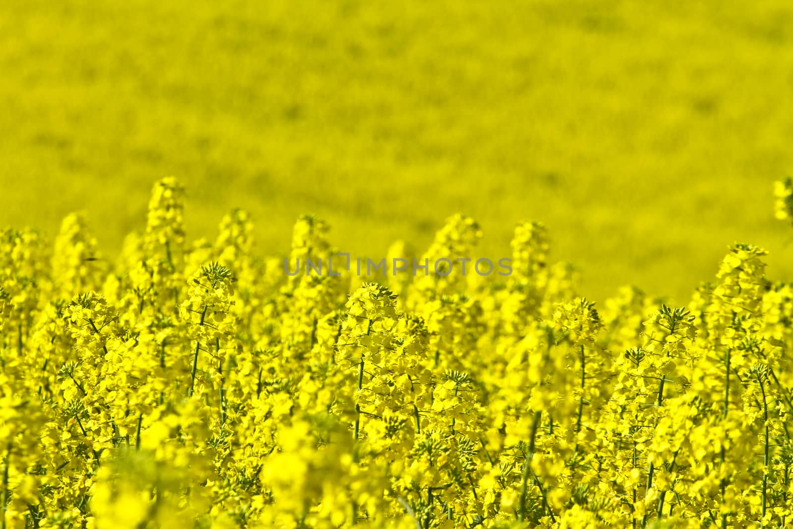 Yellow rapse field in denmark in spring