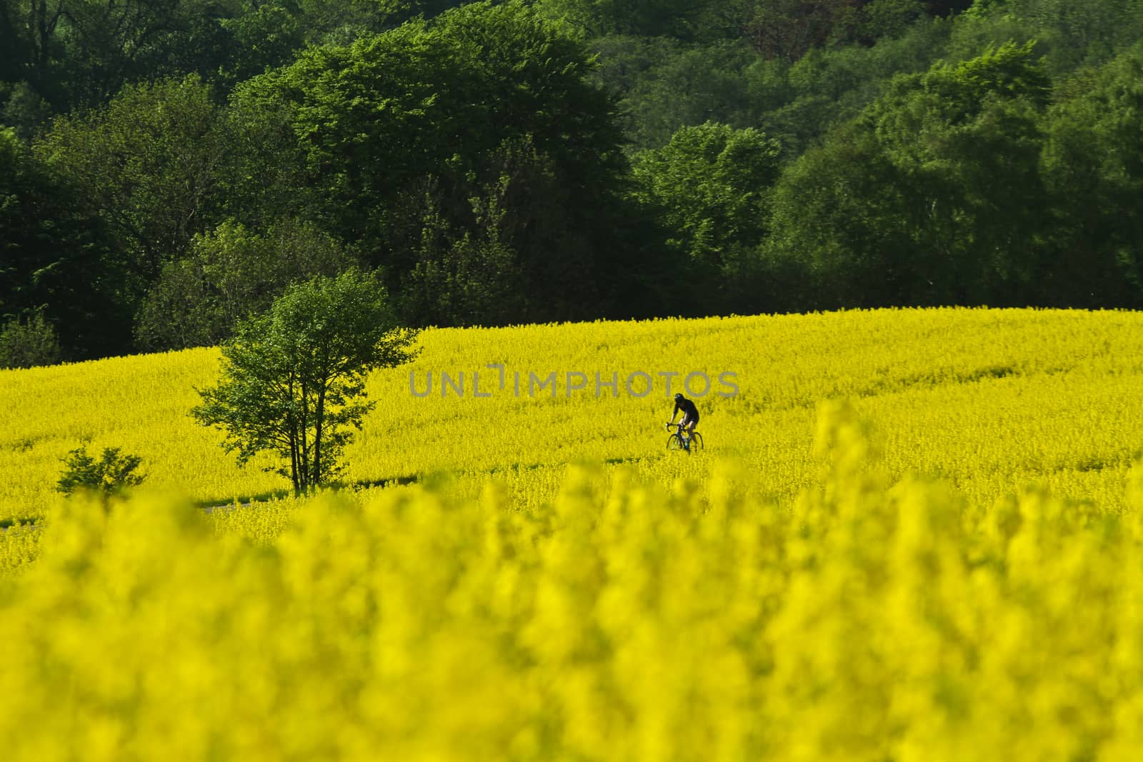 Yellow rapse field in denmark in spring