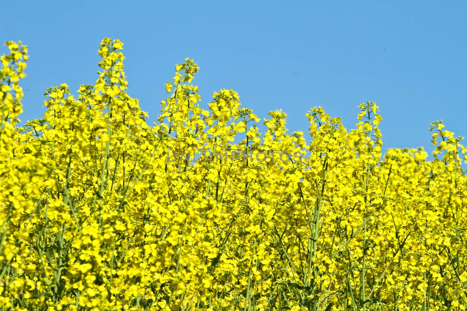 Yellow rapse field in denmark in spring