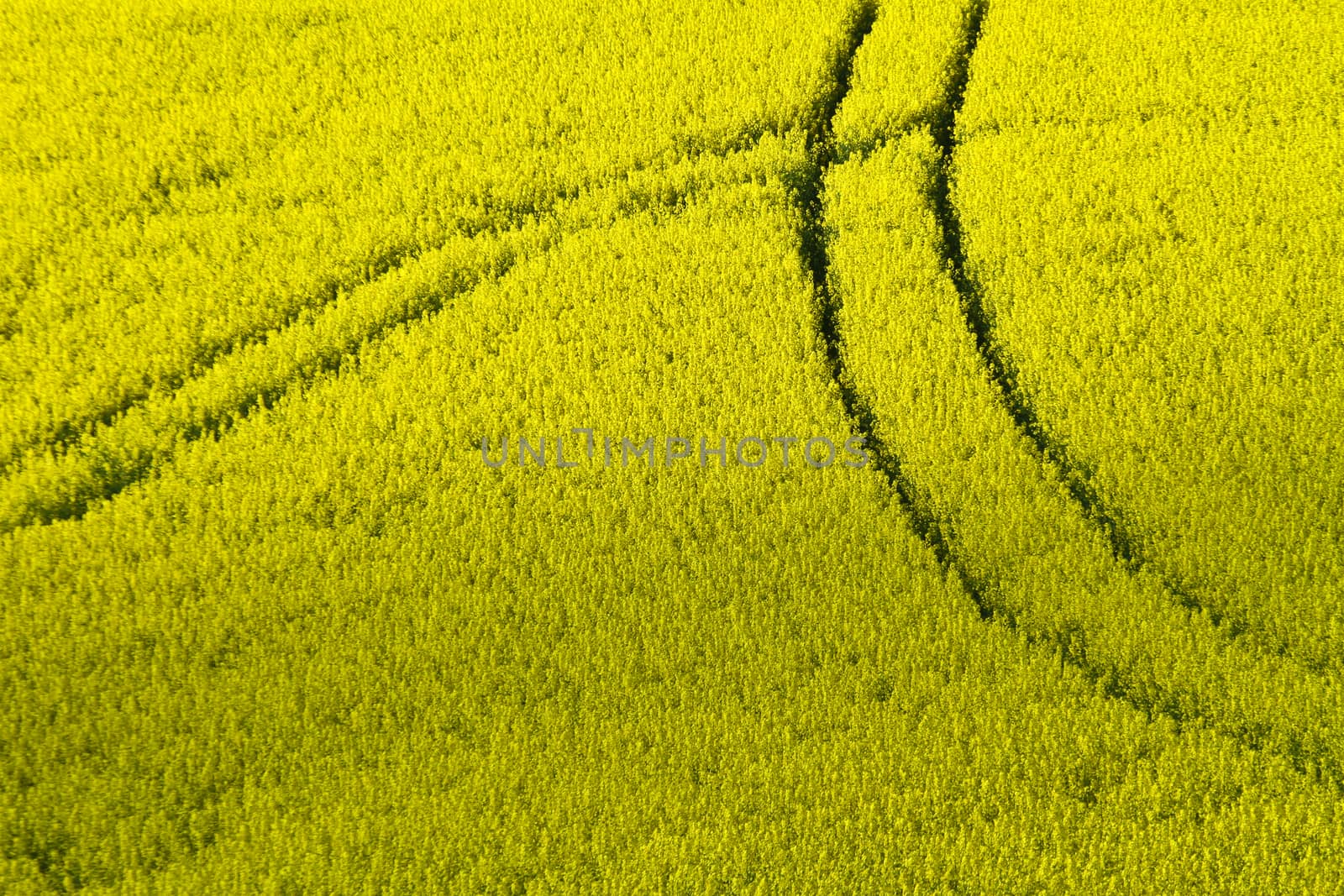Yellow rapse field in denmark in spring