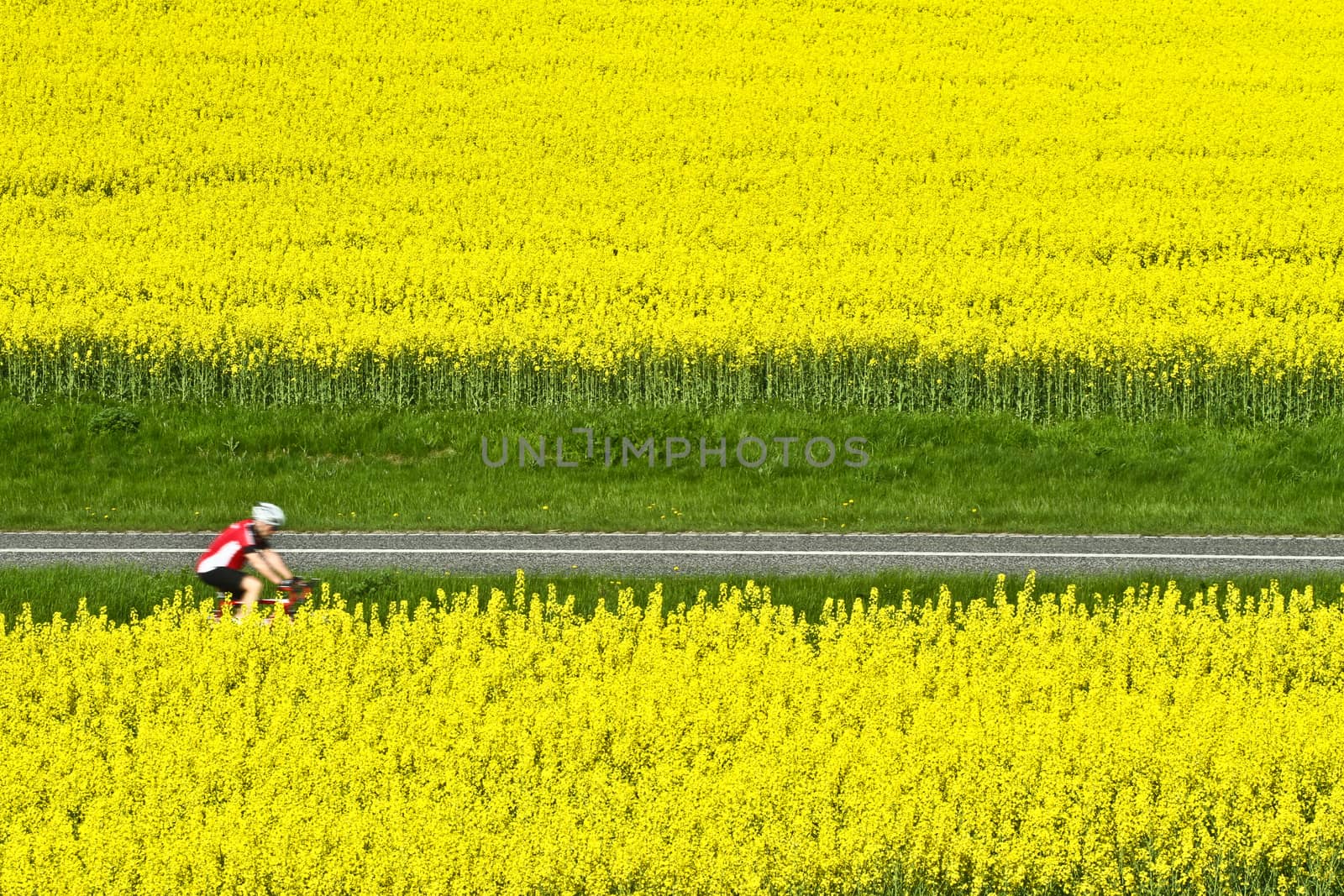 Yellow rapse field in denmark in spring