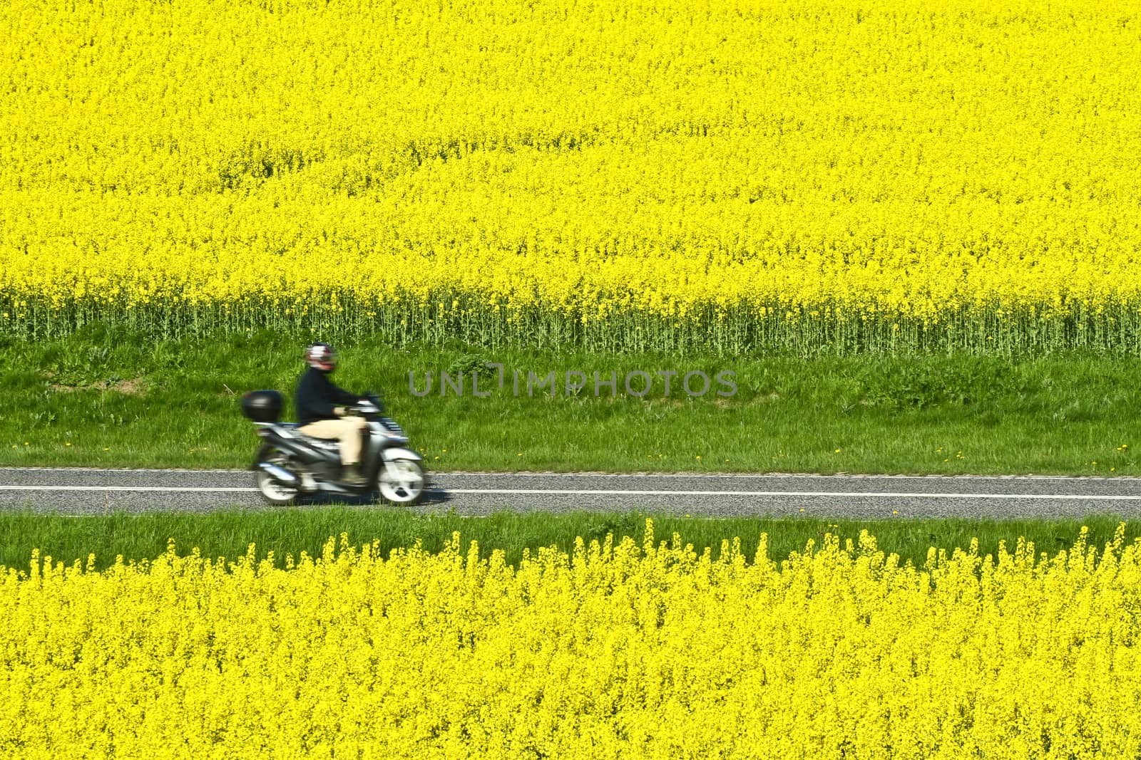 Yellow rapse field in denmark in spring