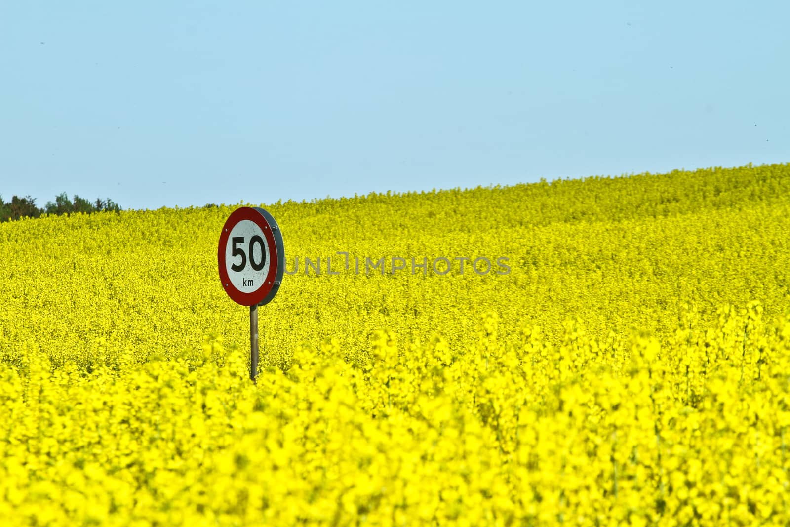 Yellow rapse field in denmark in spring