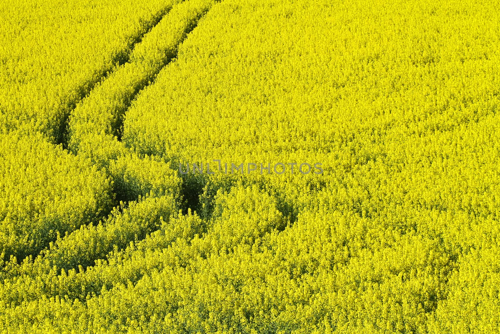 Yellow rapse field in denmark in spring