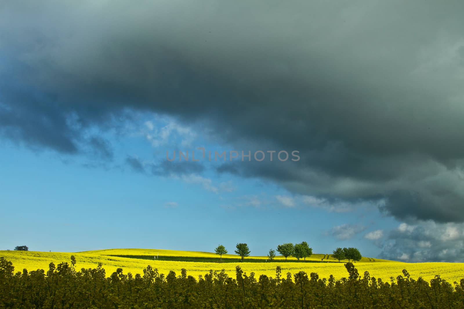 Yellow rapse field in denmark in spring