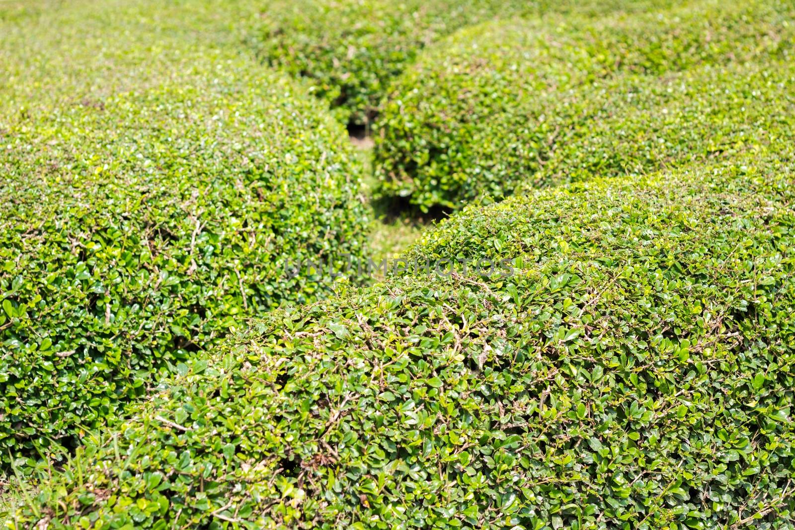 Green bushes wall background, shallow depth of field