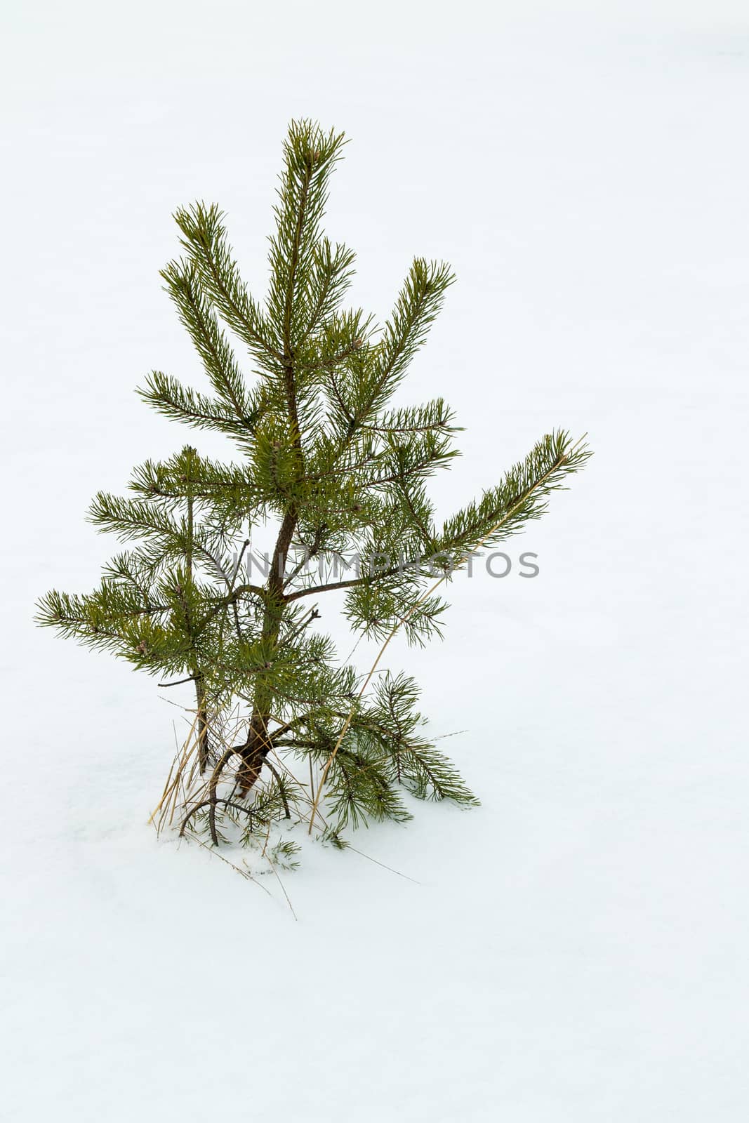 Pine plant growing on white snow by Alexanderphoto