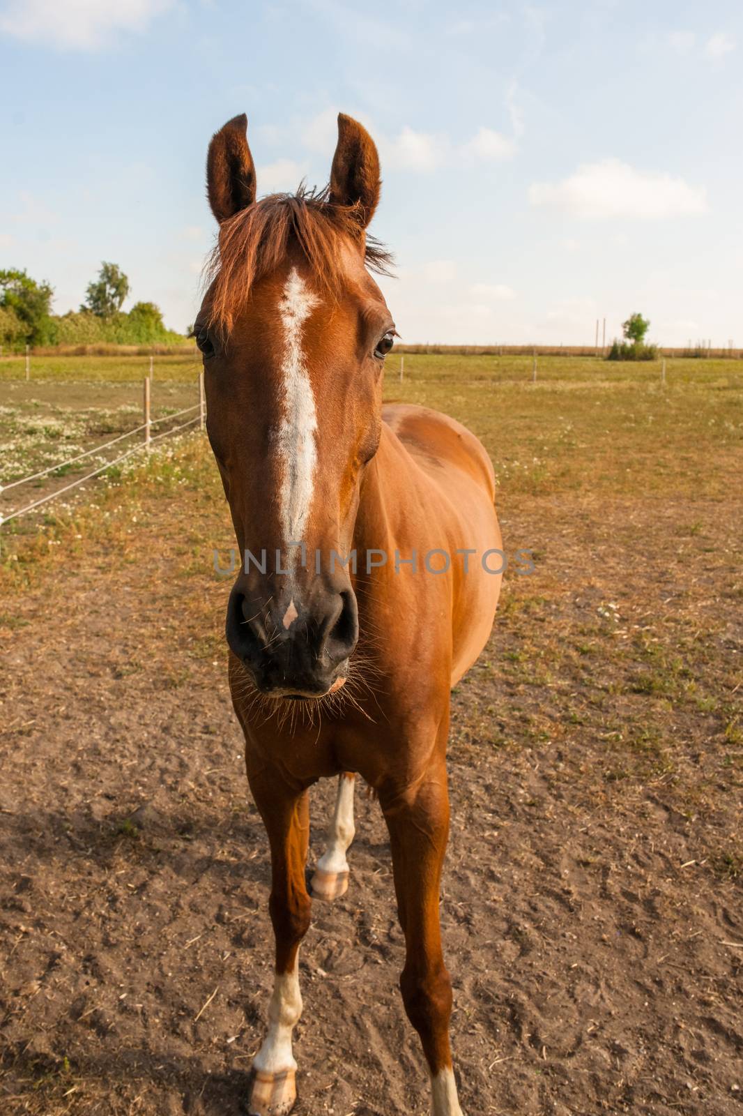 Horse in brown colors in a fencing by Sportactive