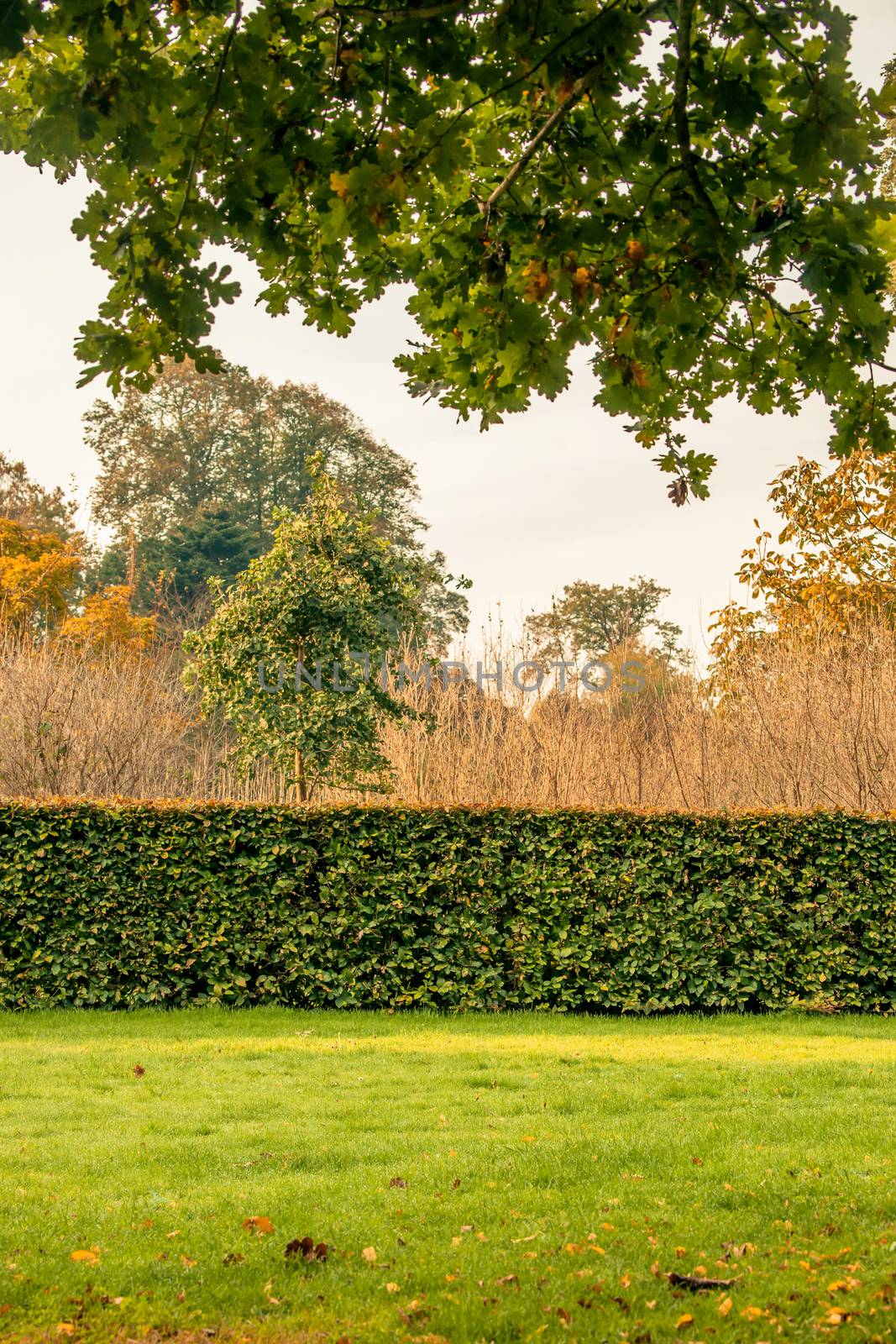 Hedge in a park by Sportactive