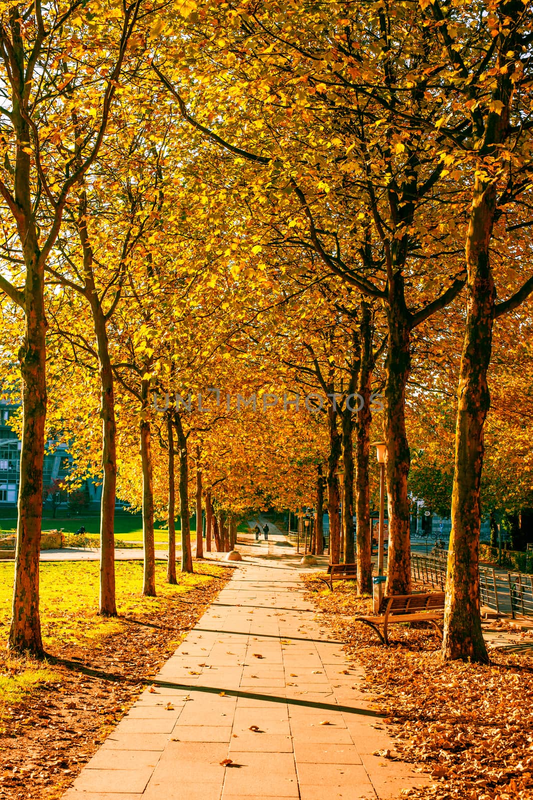 Autumn trees in a public park