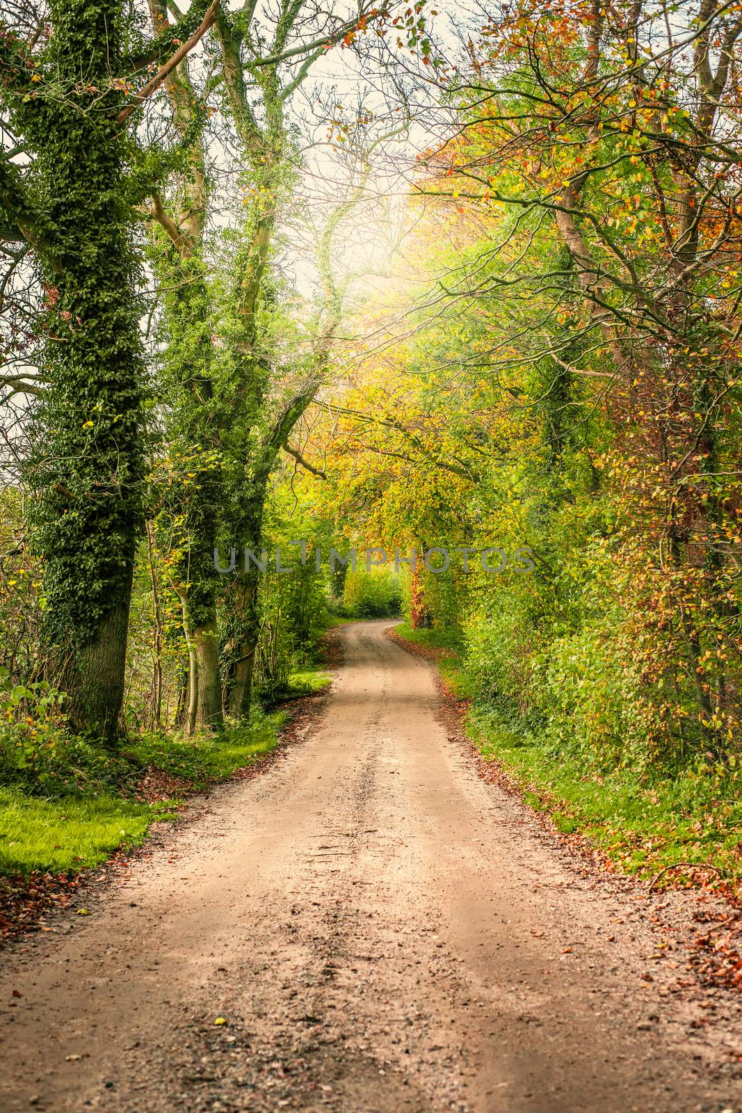 Springtime scenery with a road by Sportactive