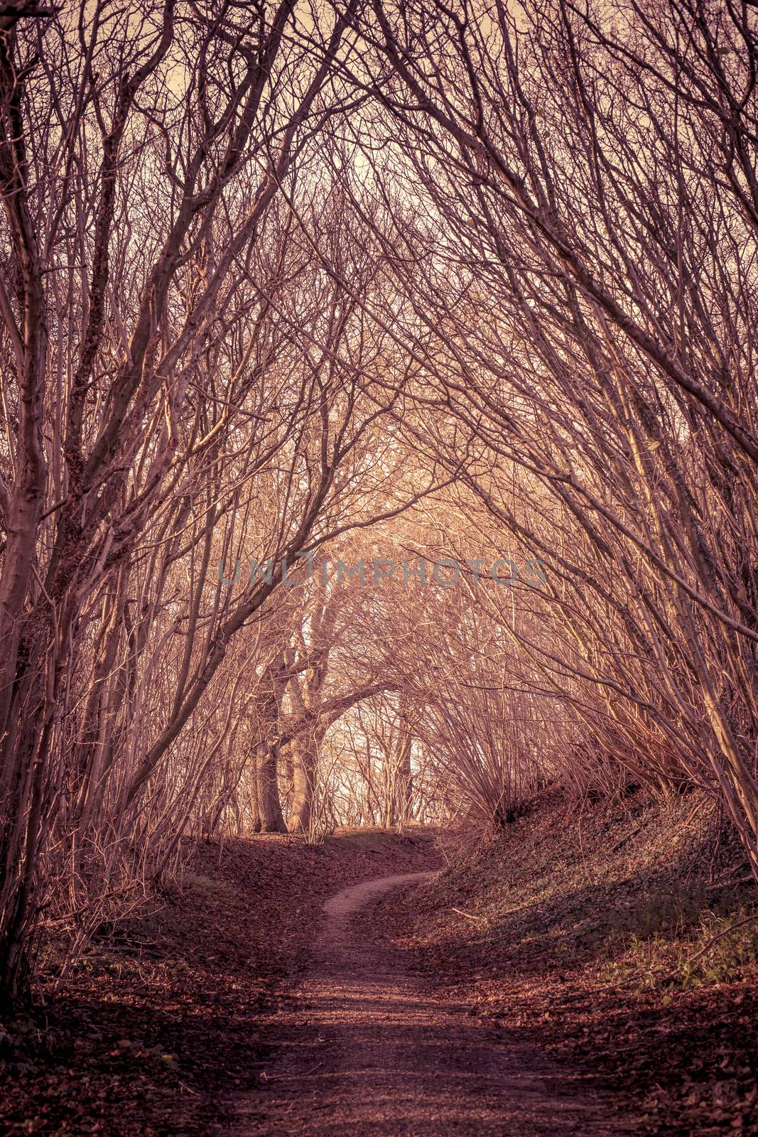 Mysterious forest with a path by Sportactive