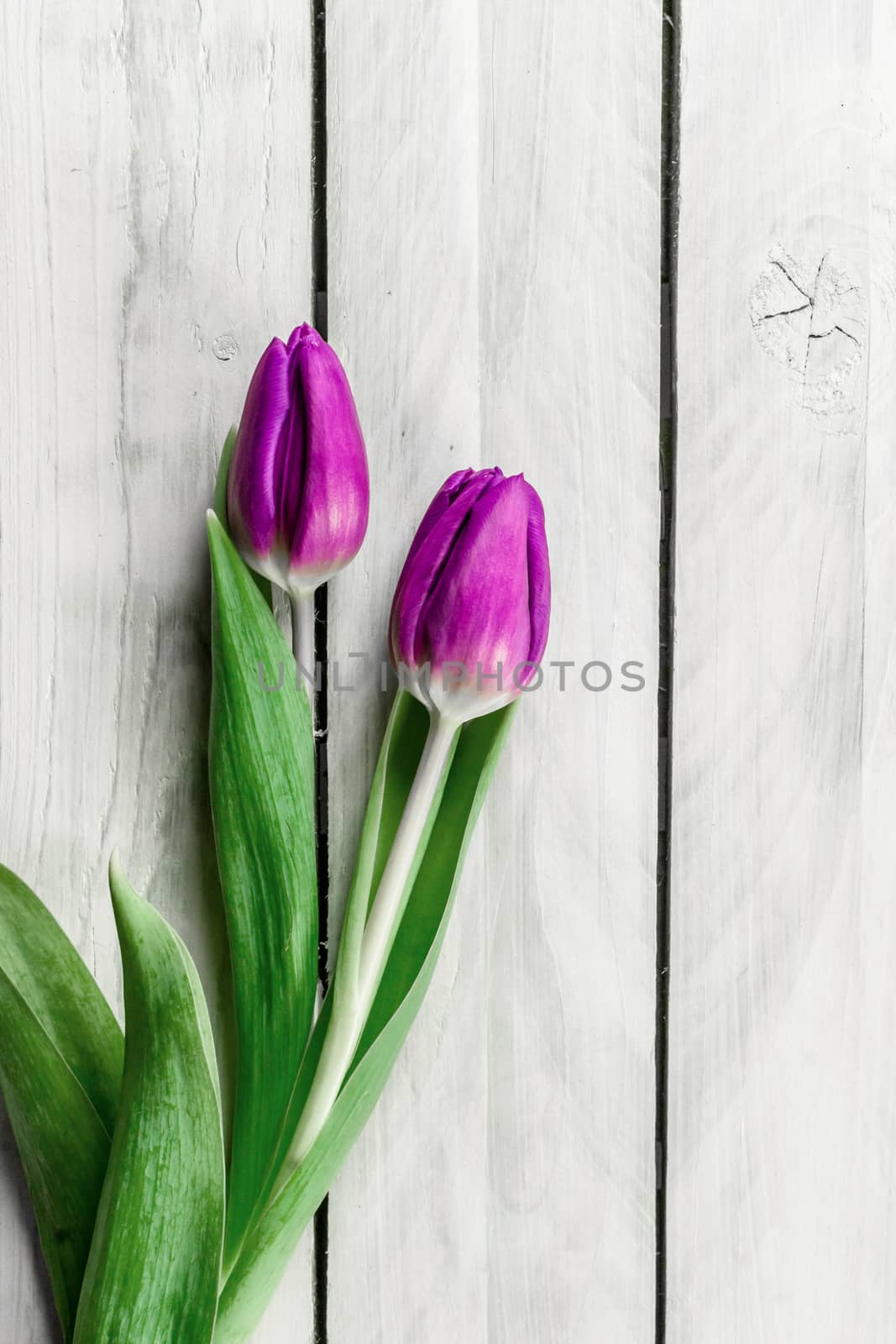 Wooden background with tulip flowers