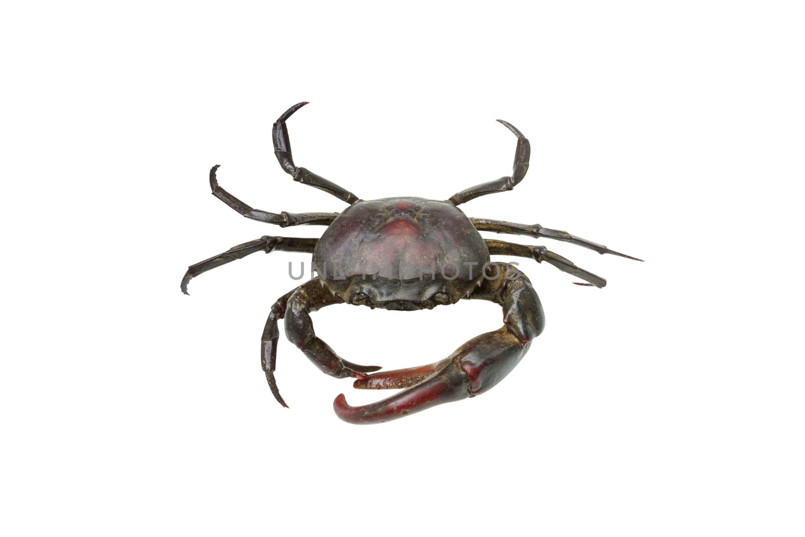 Crab isolated on white background.