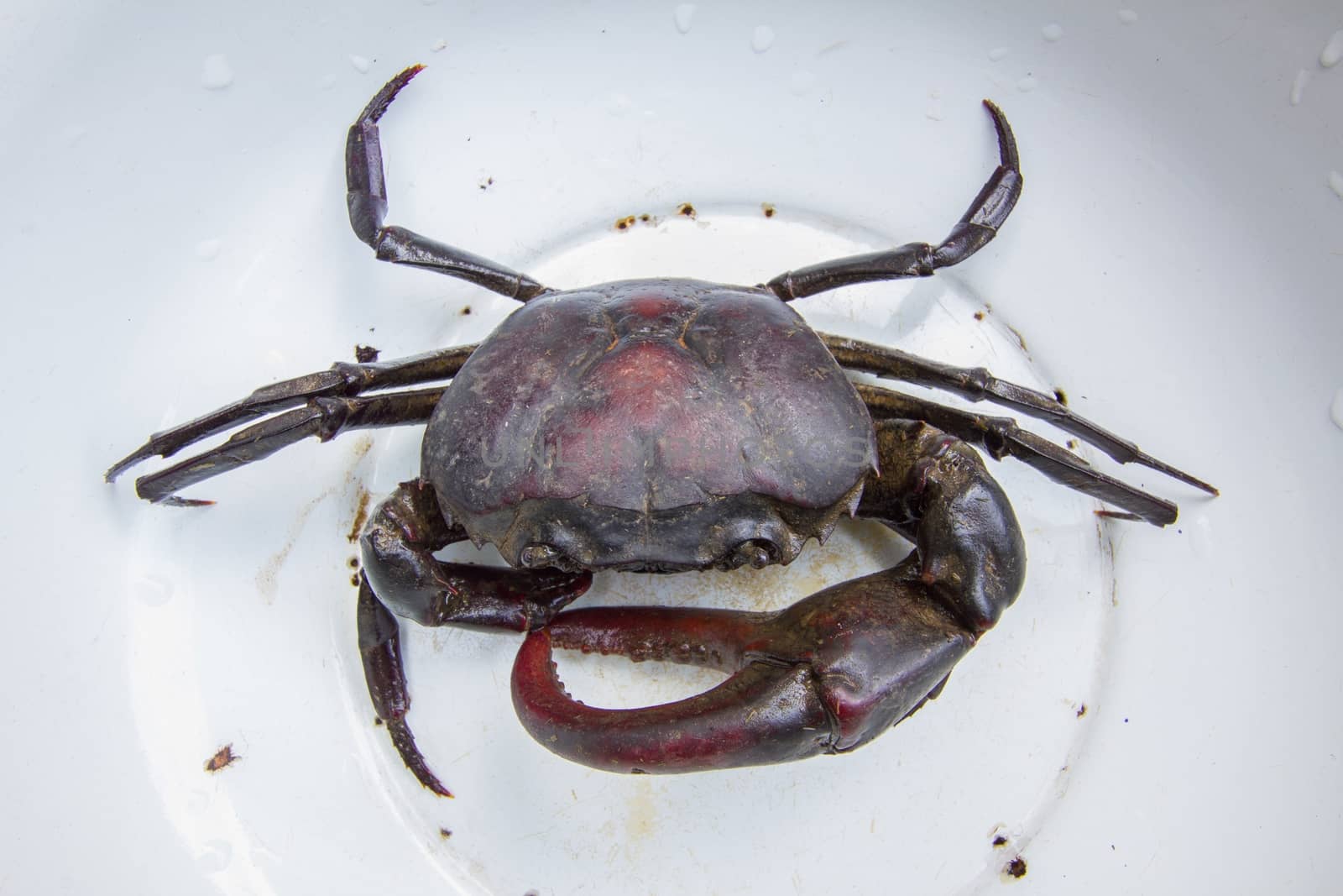 dark purple Crab in in white bowl.