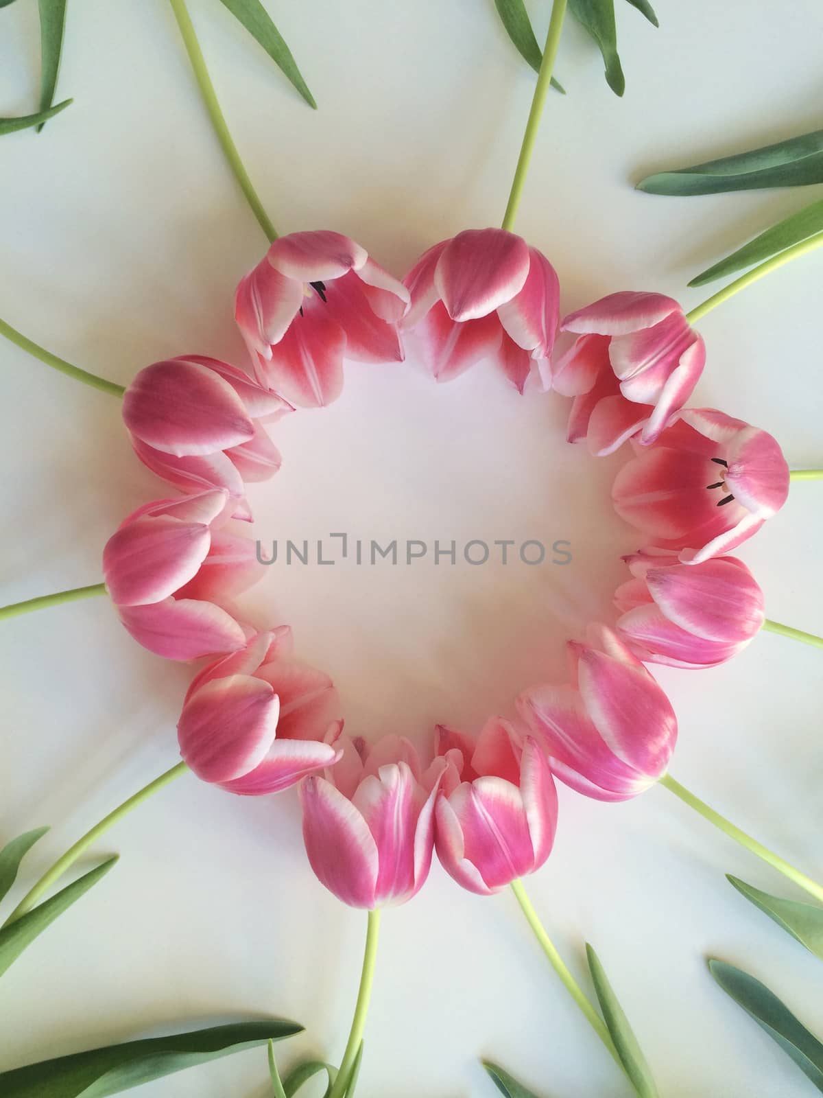 Pink tulips by mmm
