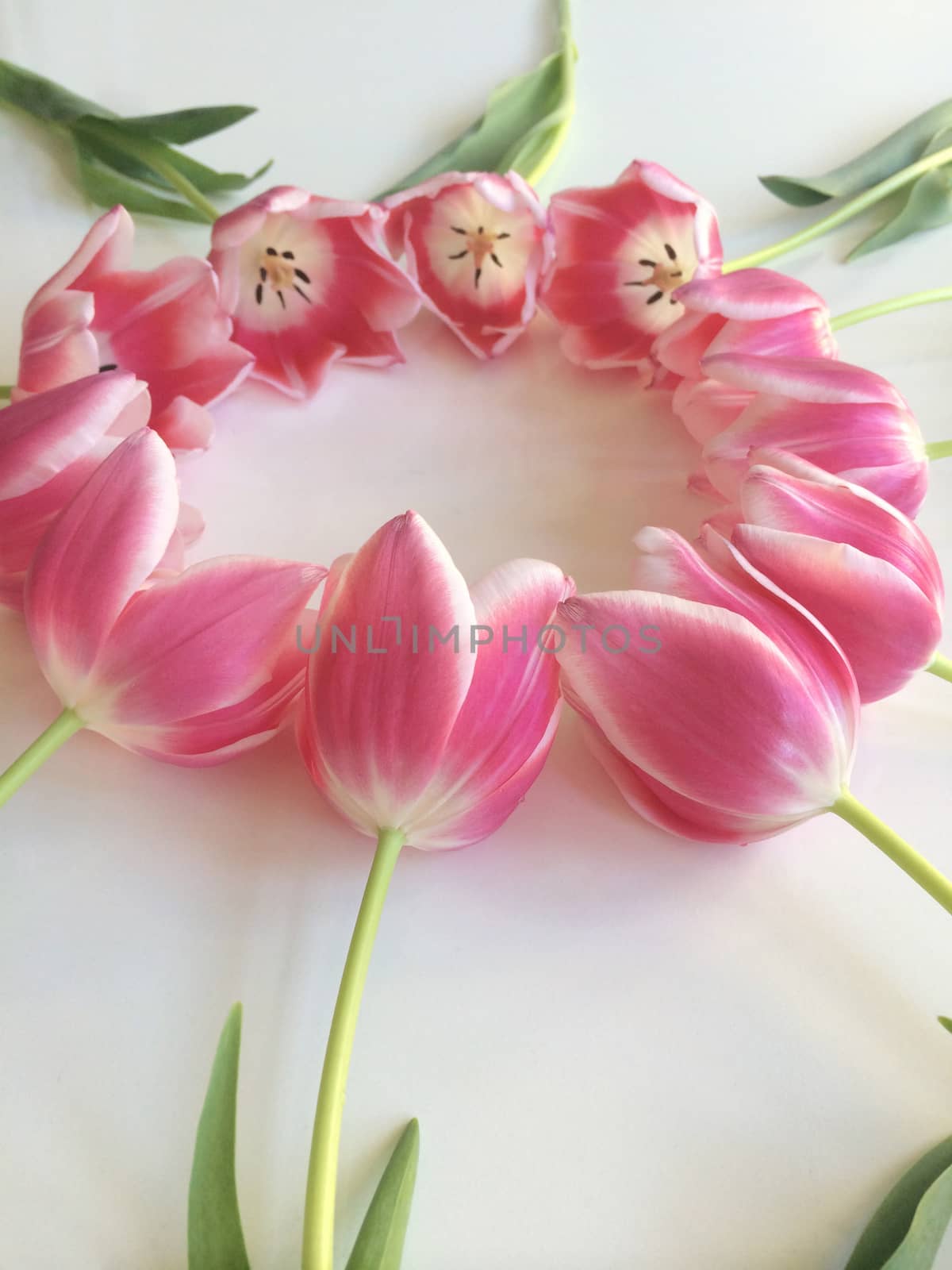 Pink tulips by mmm