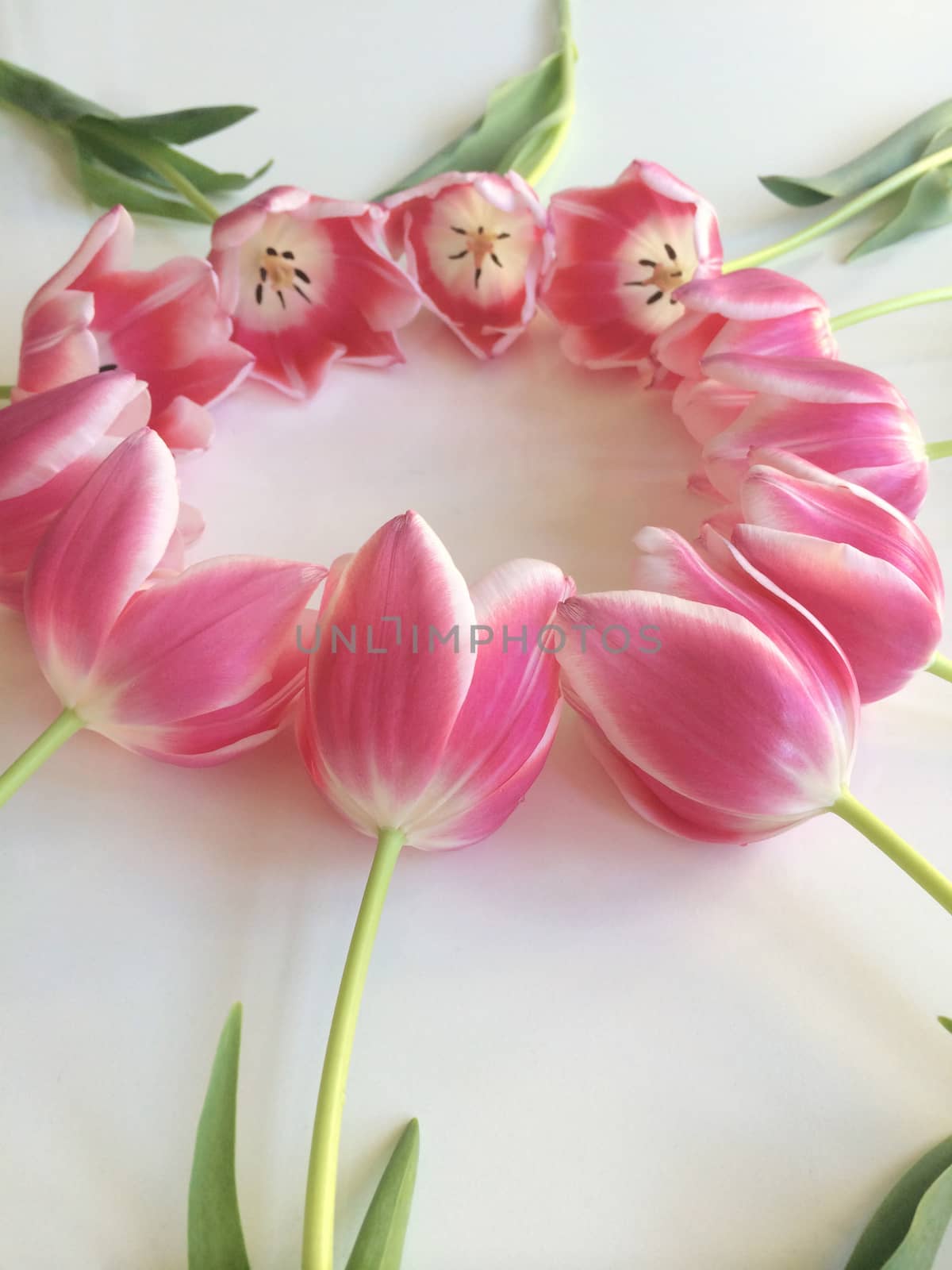 Arrangement of pink and white tulips