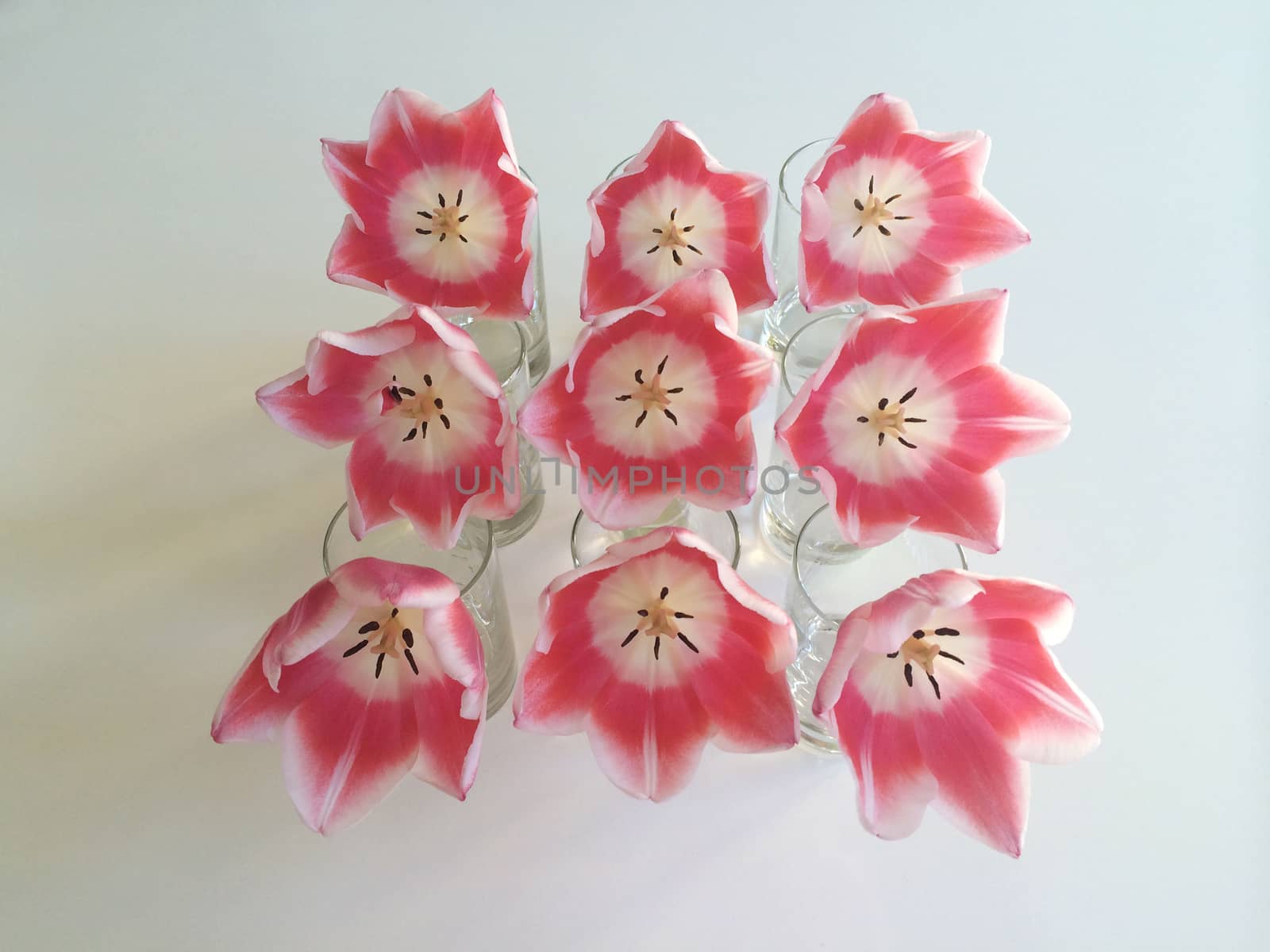 Rows of pink and white tulips