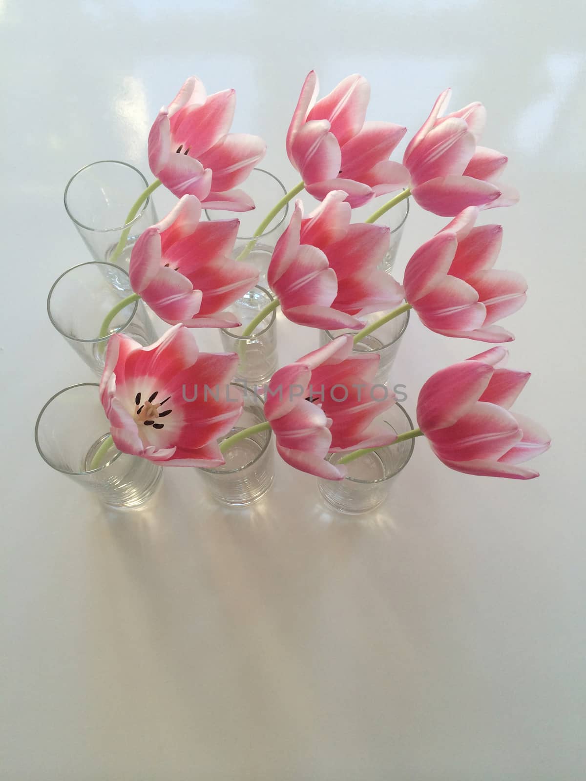 Pink tulips in vase by mmm