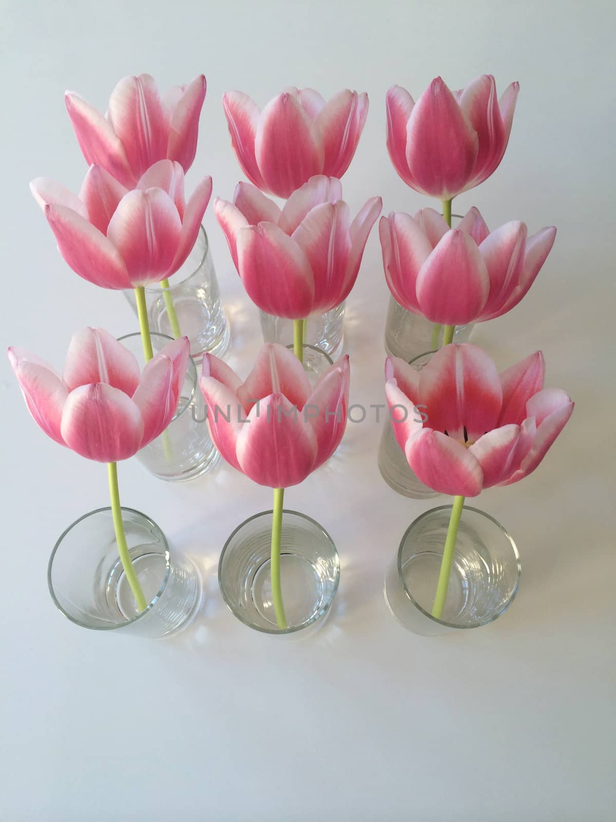 Pink tulips in vase by mmm