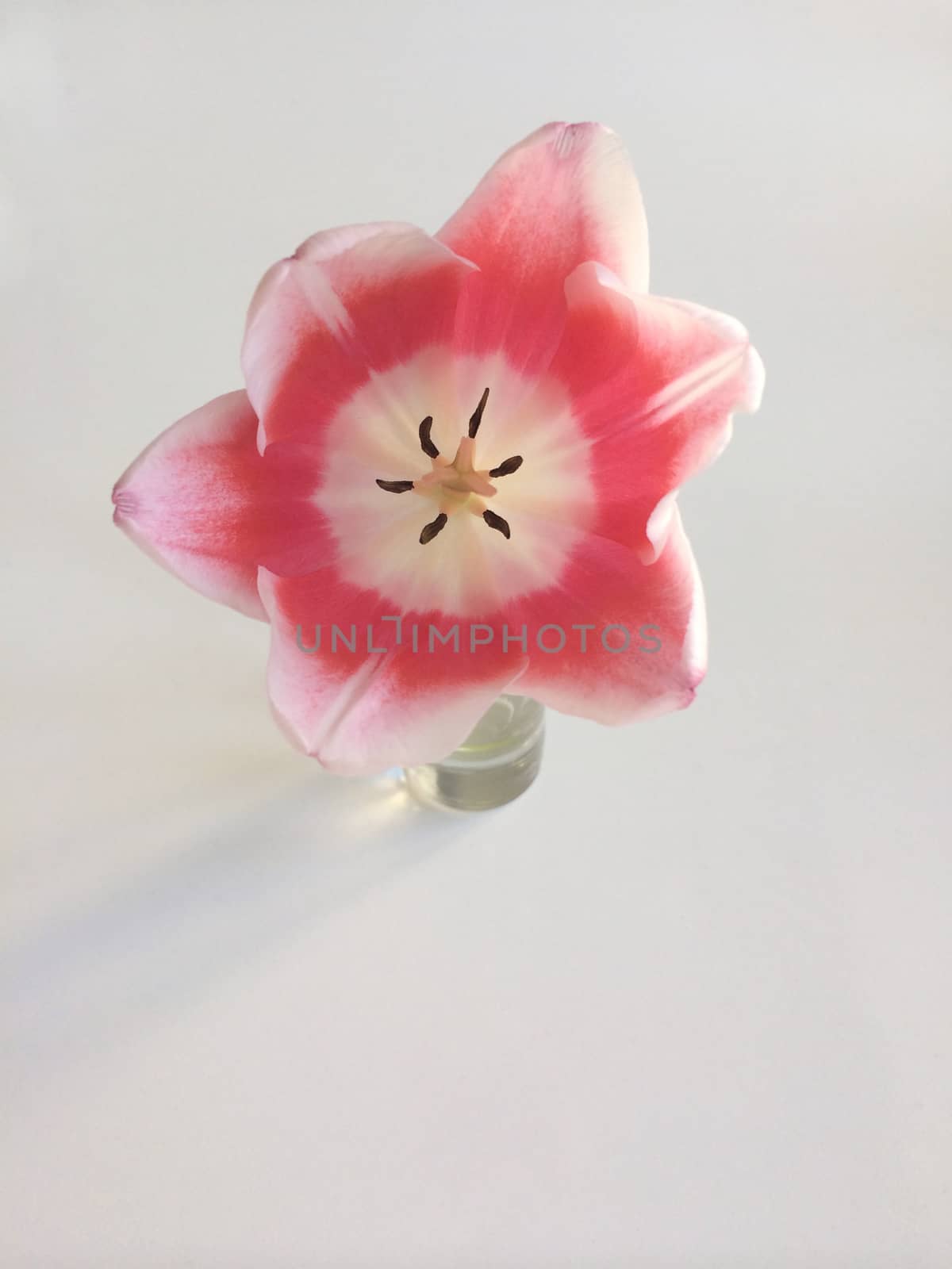 Pink tulip by mmm