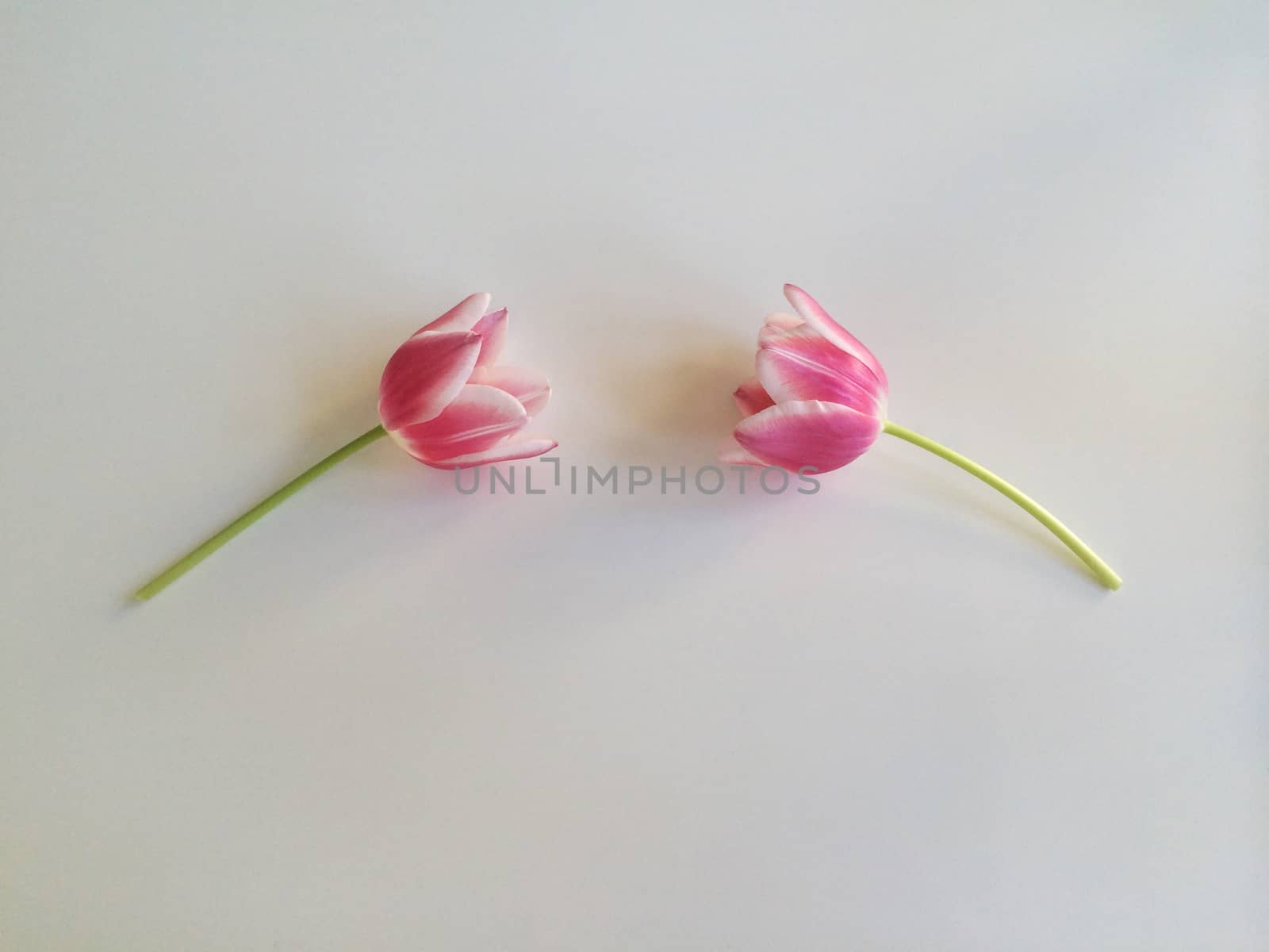 Two pink tulips on white