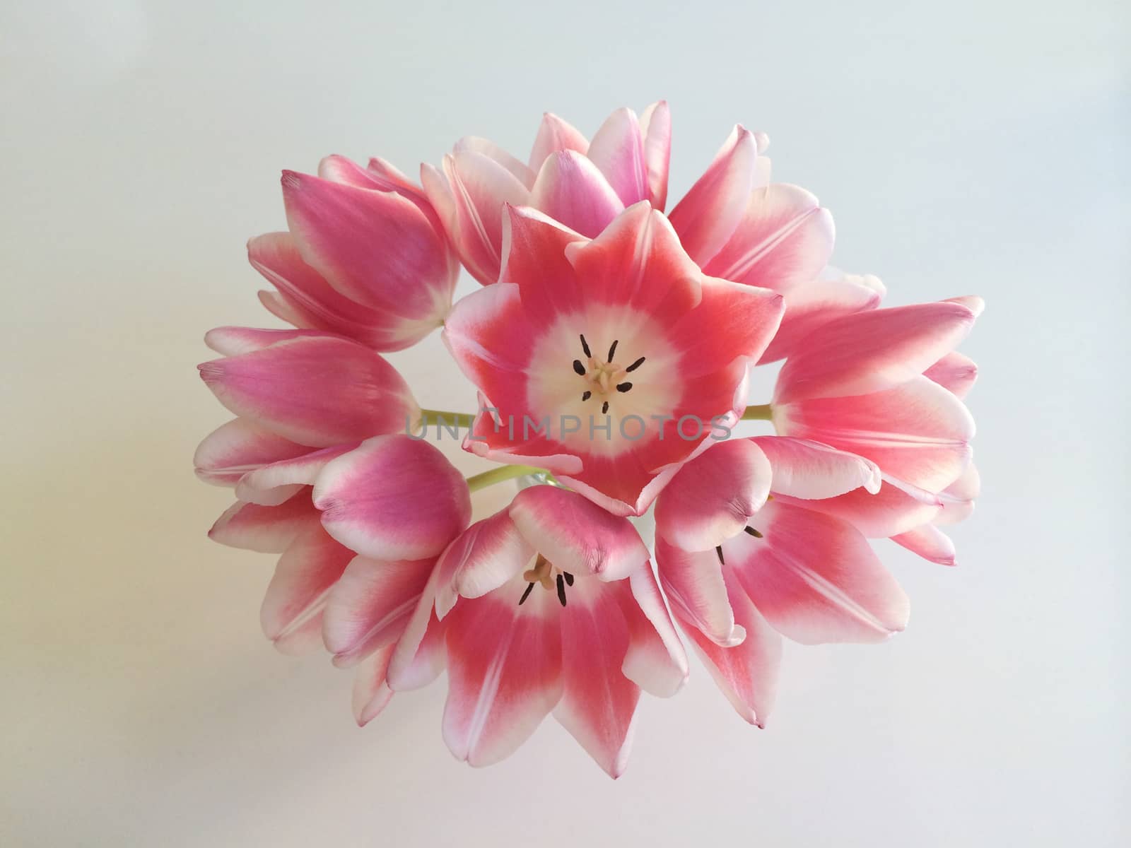 Pink and white tulip in a vase