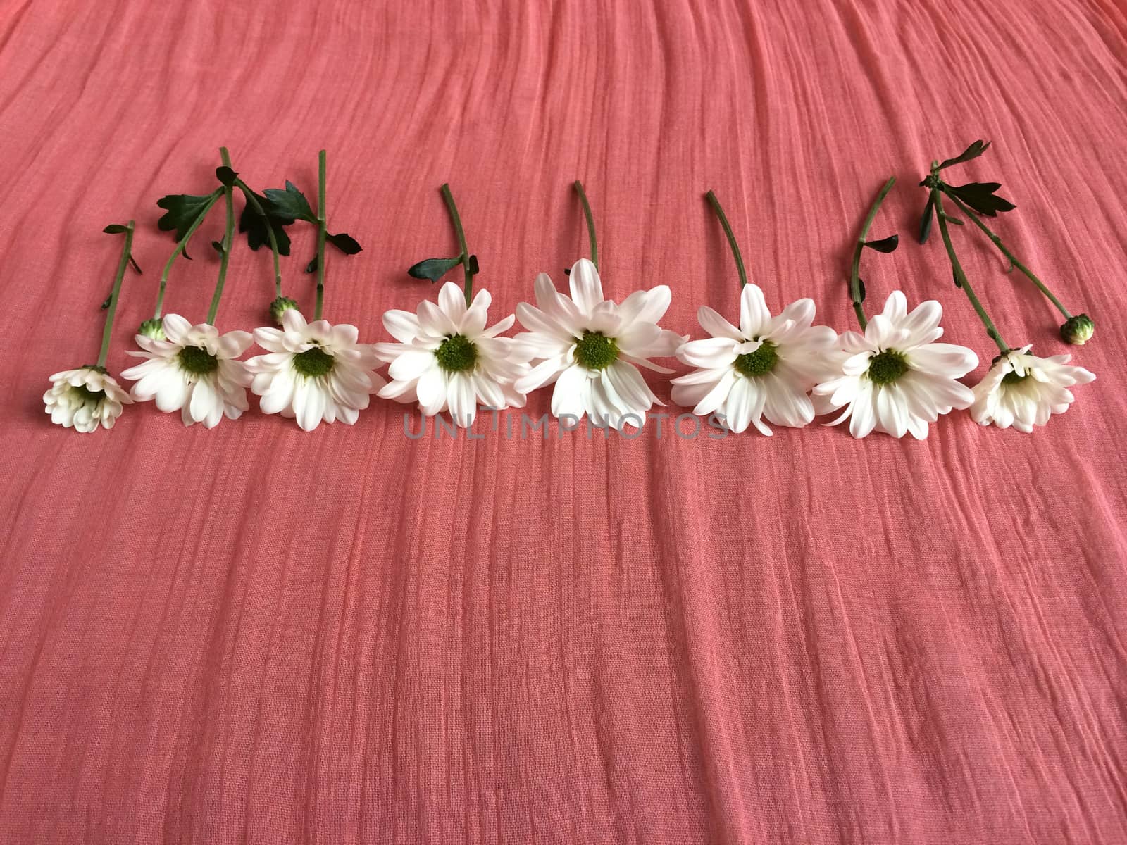 Cut white daisies on a pink colored background