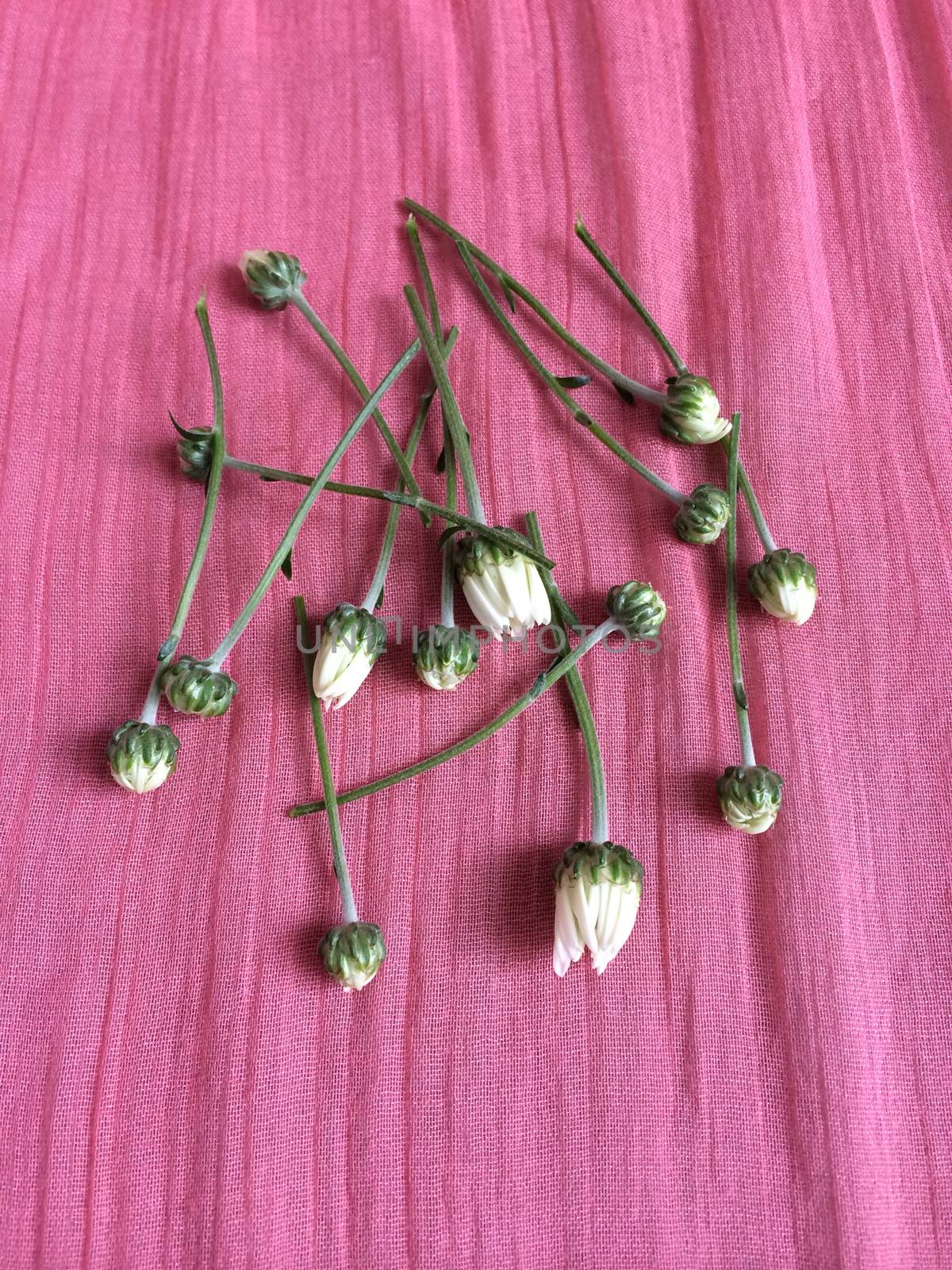 Cut white daisy buds on a pink colored background