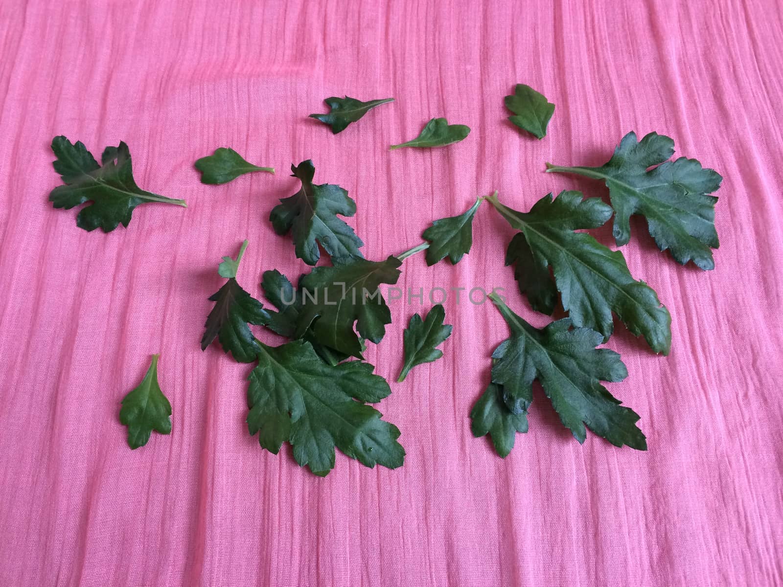 Green daisy leaves on pink fabric