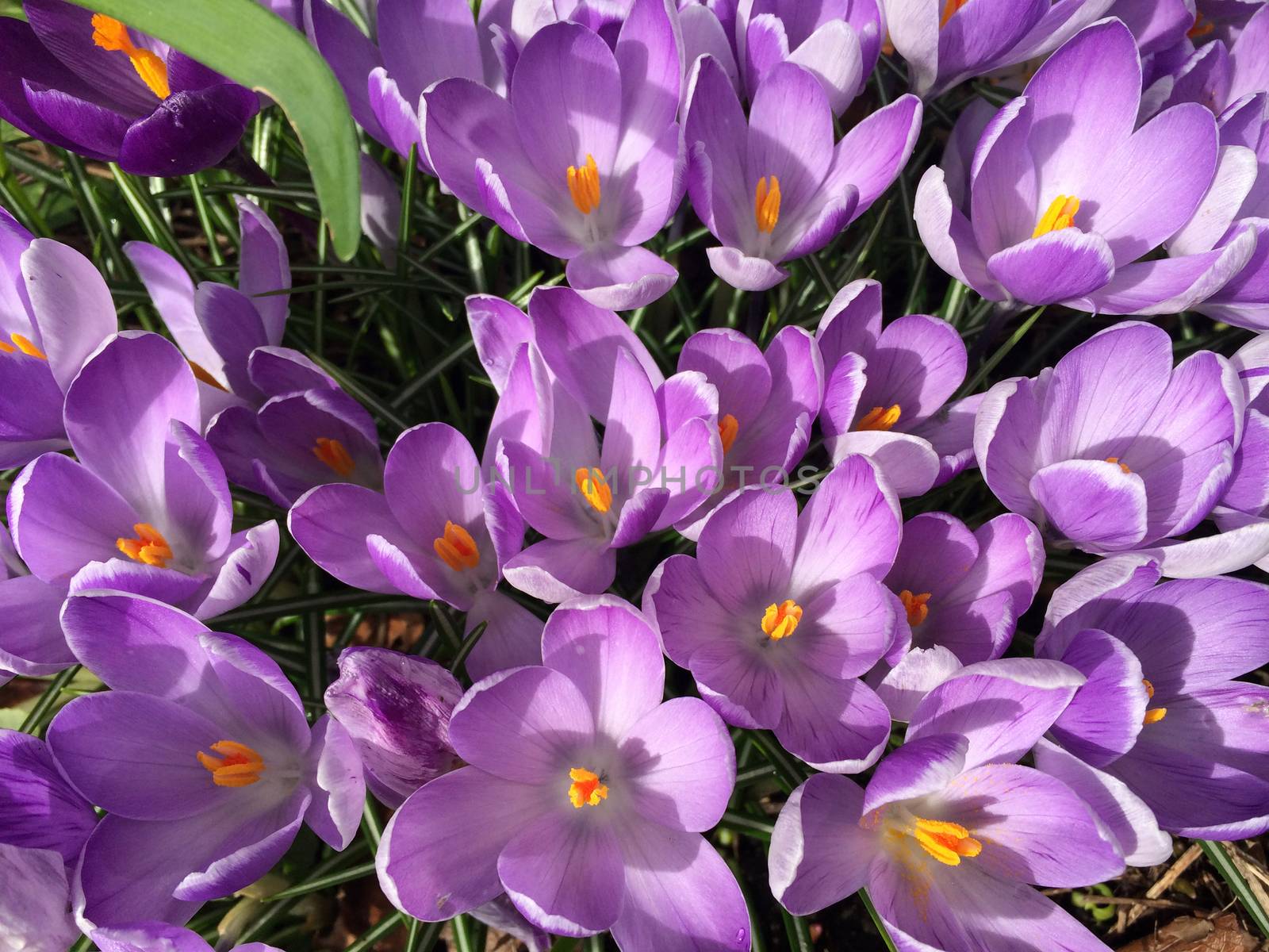 Tiny violet crocus flowers blooming in nature