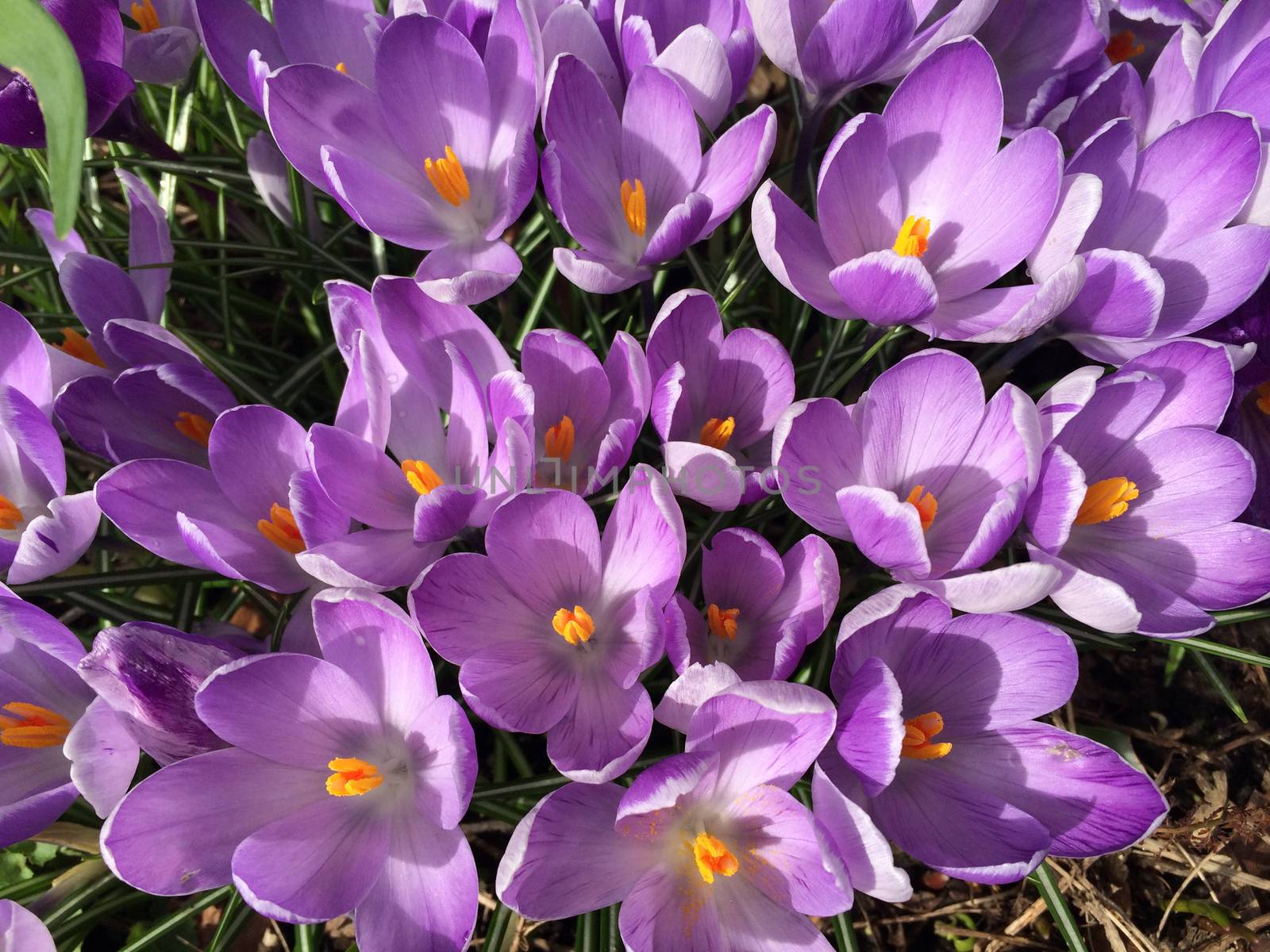 Tiny violet crocus flowers blooming in nature