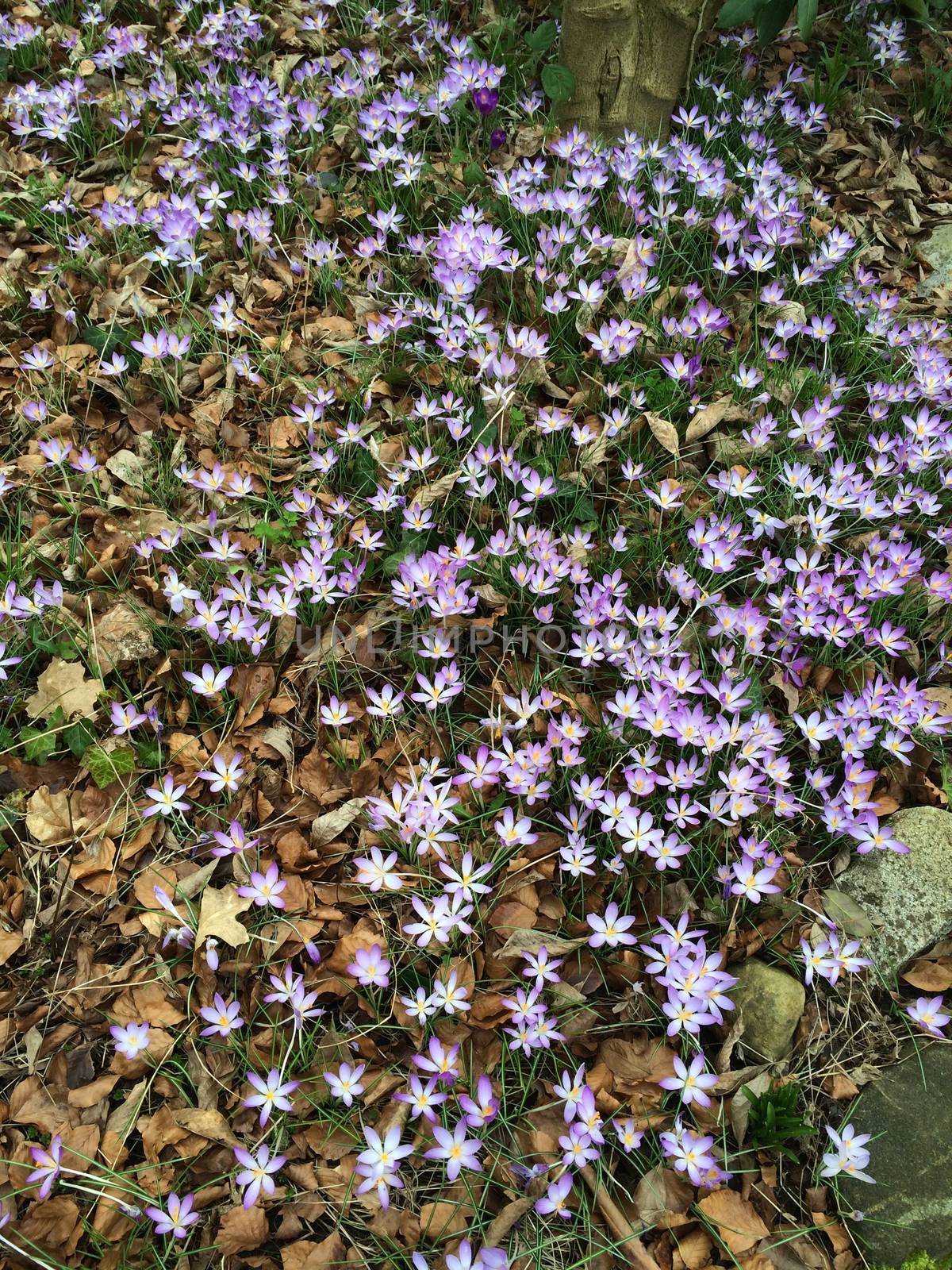 Tiny violet crocus flowers blooming in nature