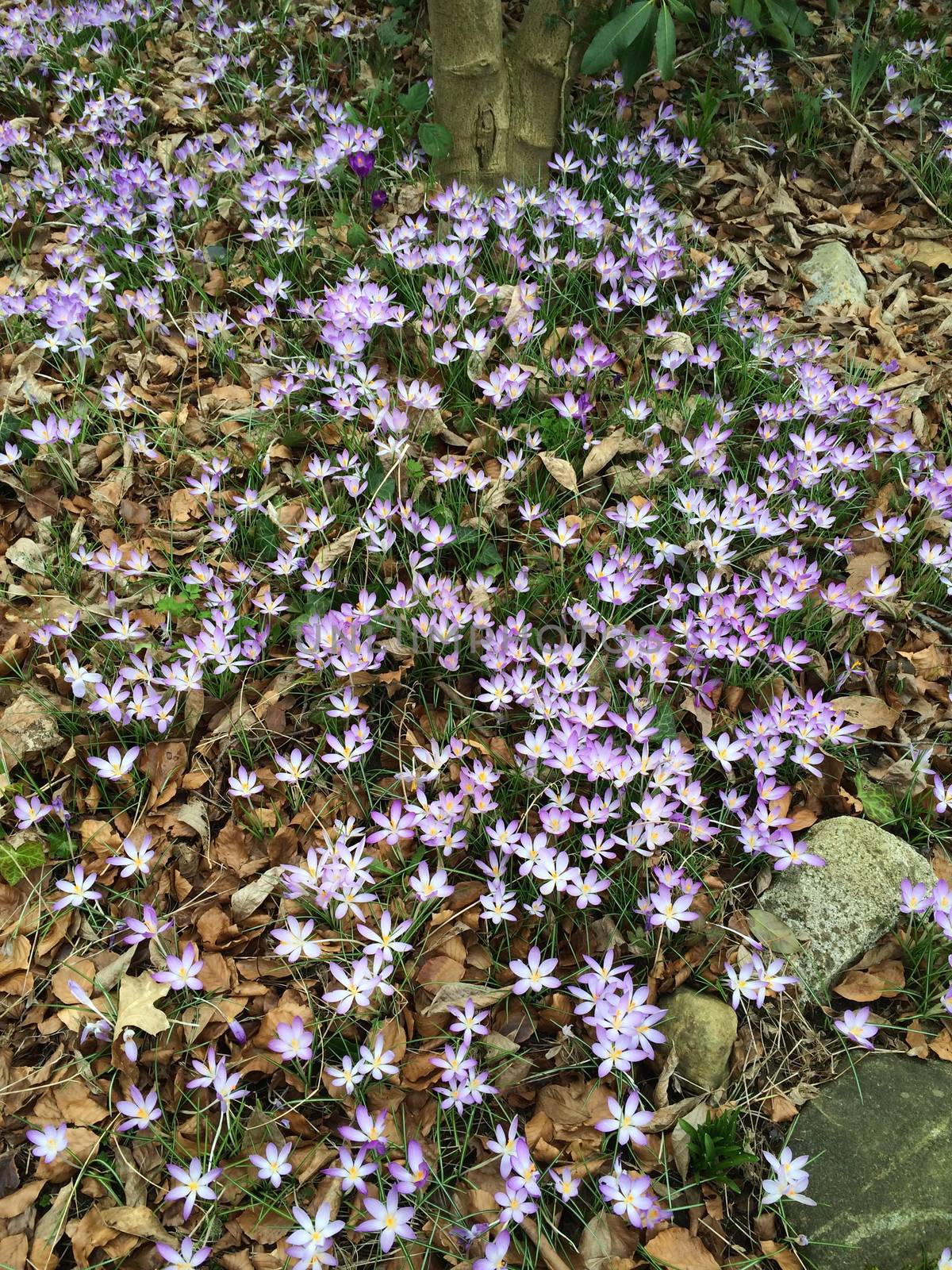 Tiny violet crocus flowers blooming in nature