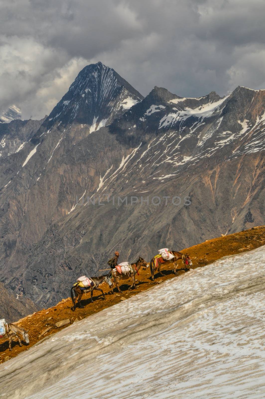 Donkeys in Himalayas by MichalKnitl