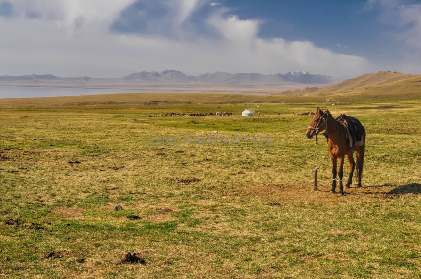 Horse on scenic grassy mountainous landscape in Kyrgyzstan